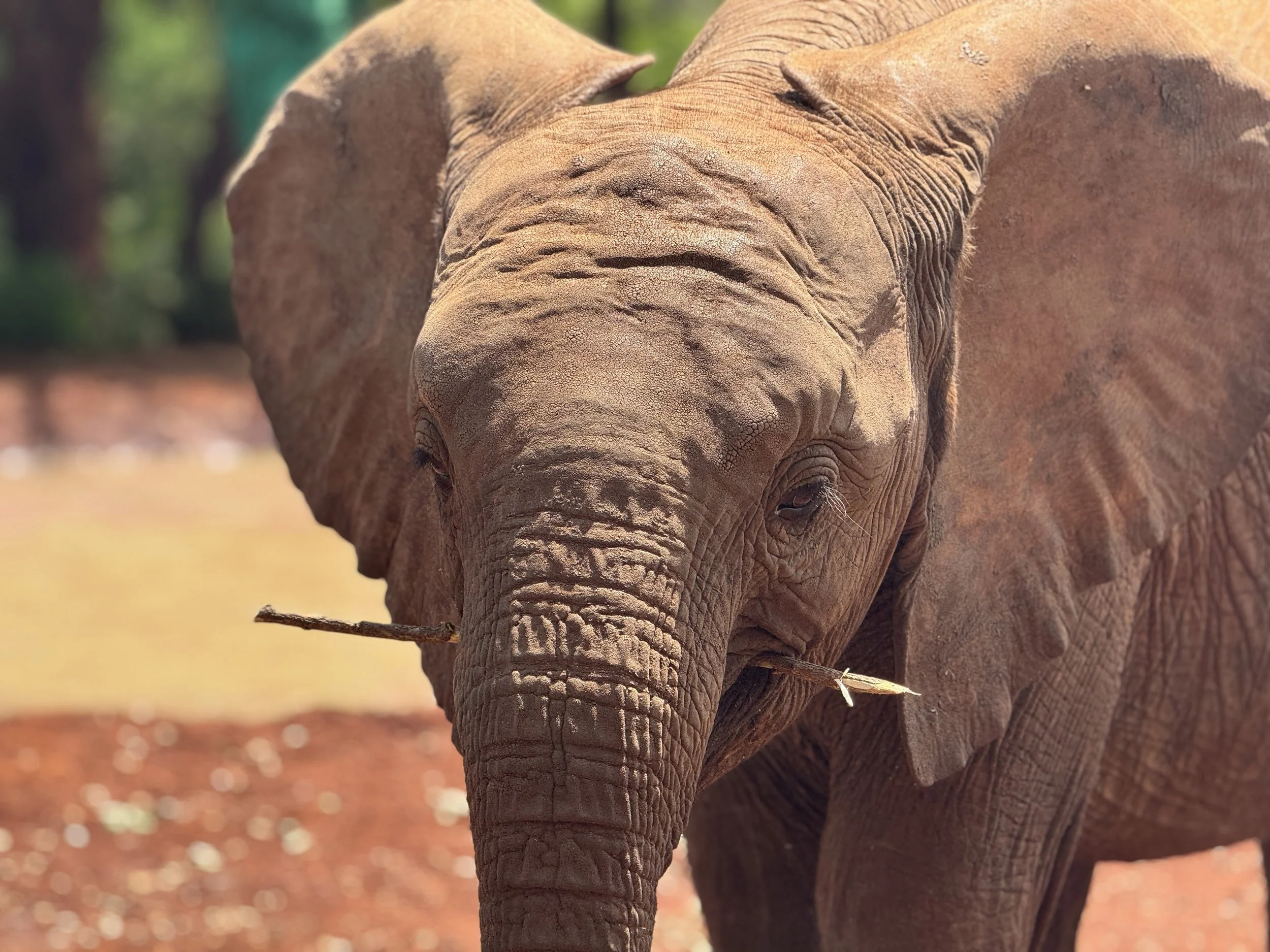 Close-up of an elephant's face, showing its textured skin and trunk, with a blurred background of trees and ground.