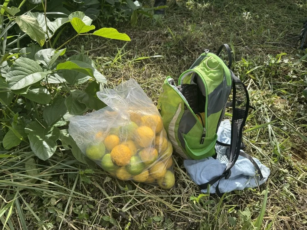 A plastic bag filled with yellow and green fruit, a green and gray backpack, and a piece of clothing on the ground in a grassy outdoor area.