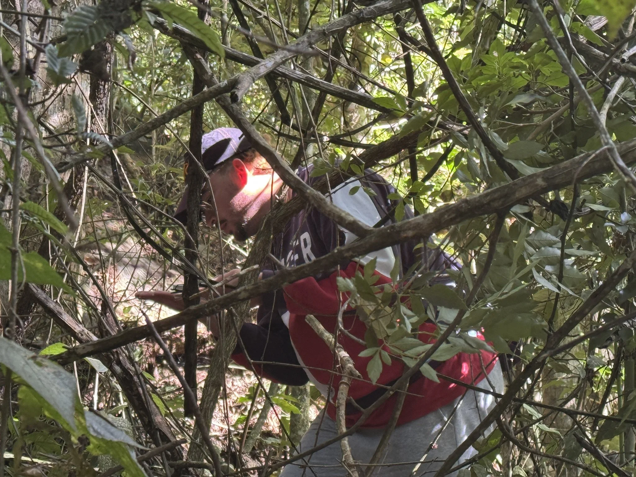 Person climbing in a dense wooded area with many branches and green leaves.