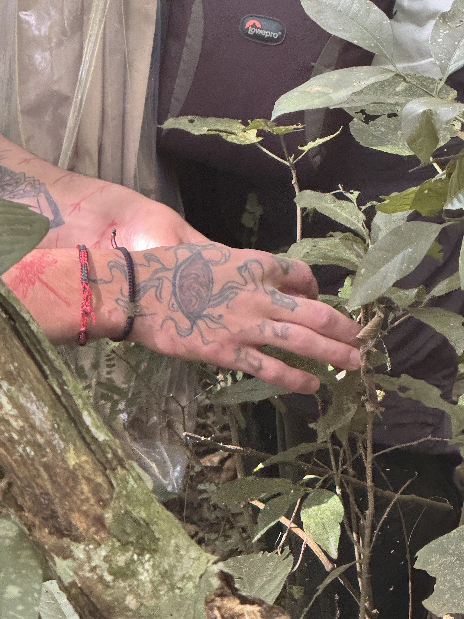 A person's arm with tattoos and bracelets is reaching through leaves and branches in a natural outdoor setting.