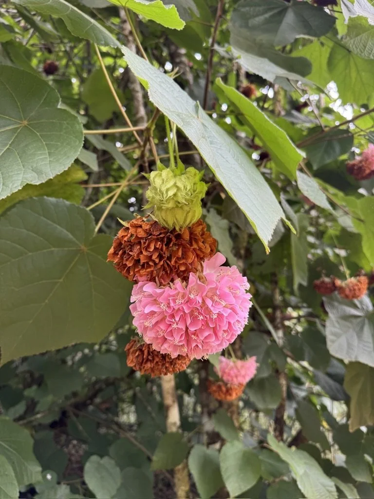 Close-up of pink and orange pom-pom shaped flowers on a green leafy shrub.