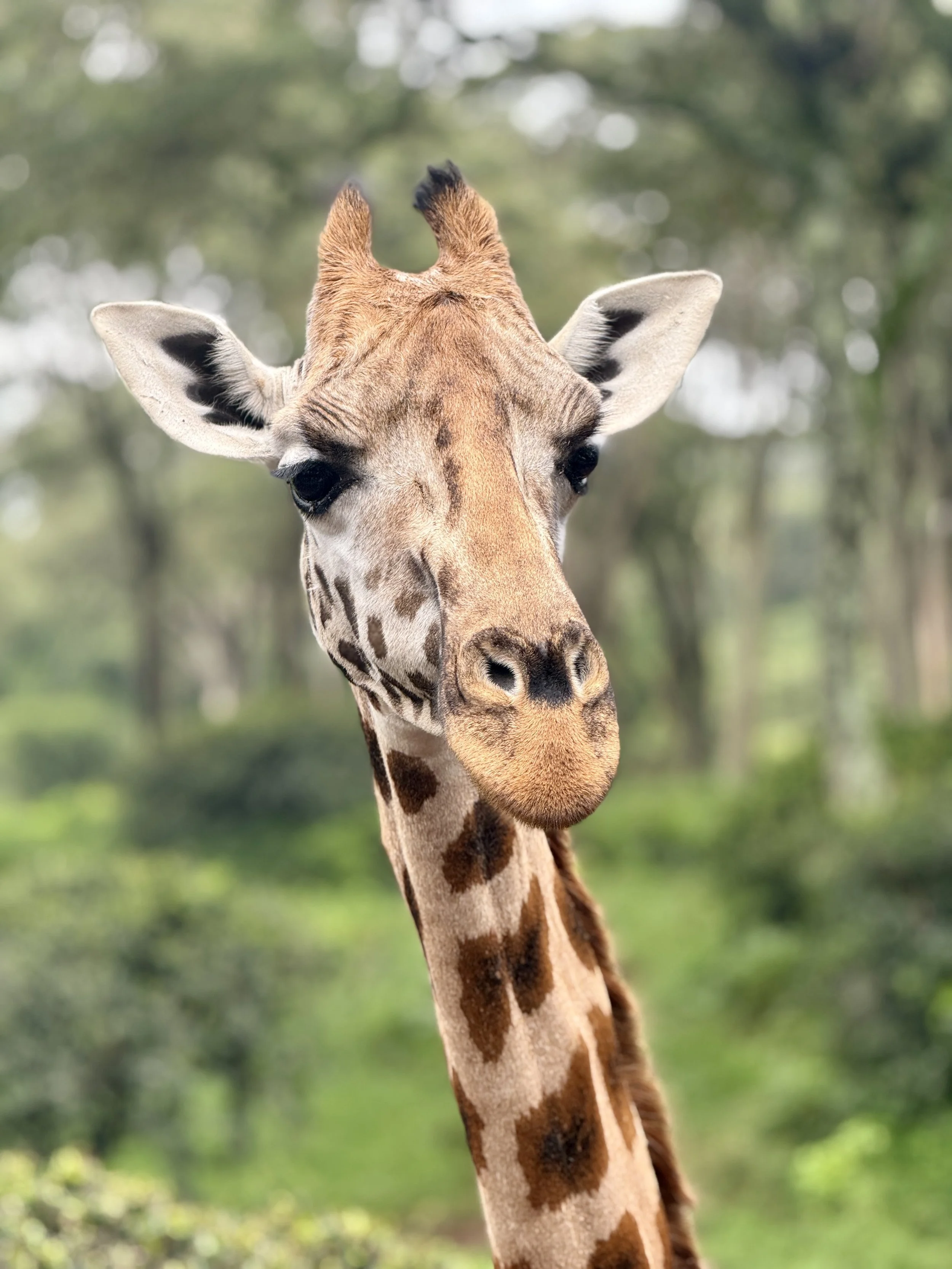 Close-up of a giraffe's head with a blurred green forest background.