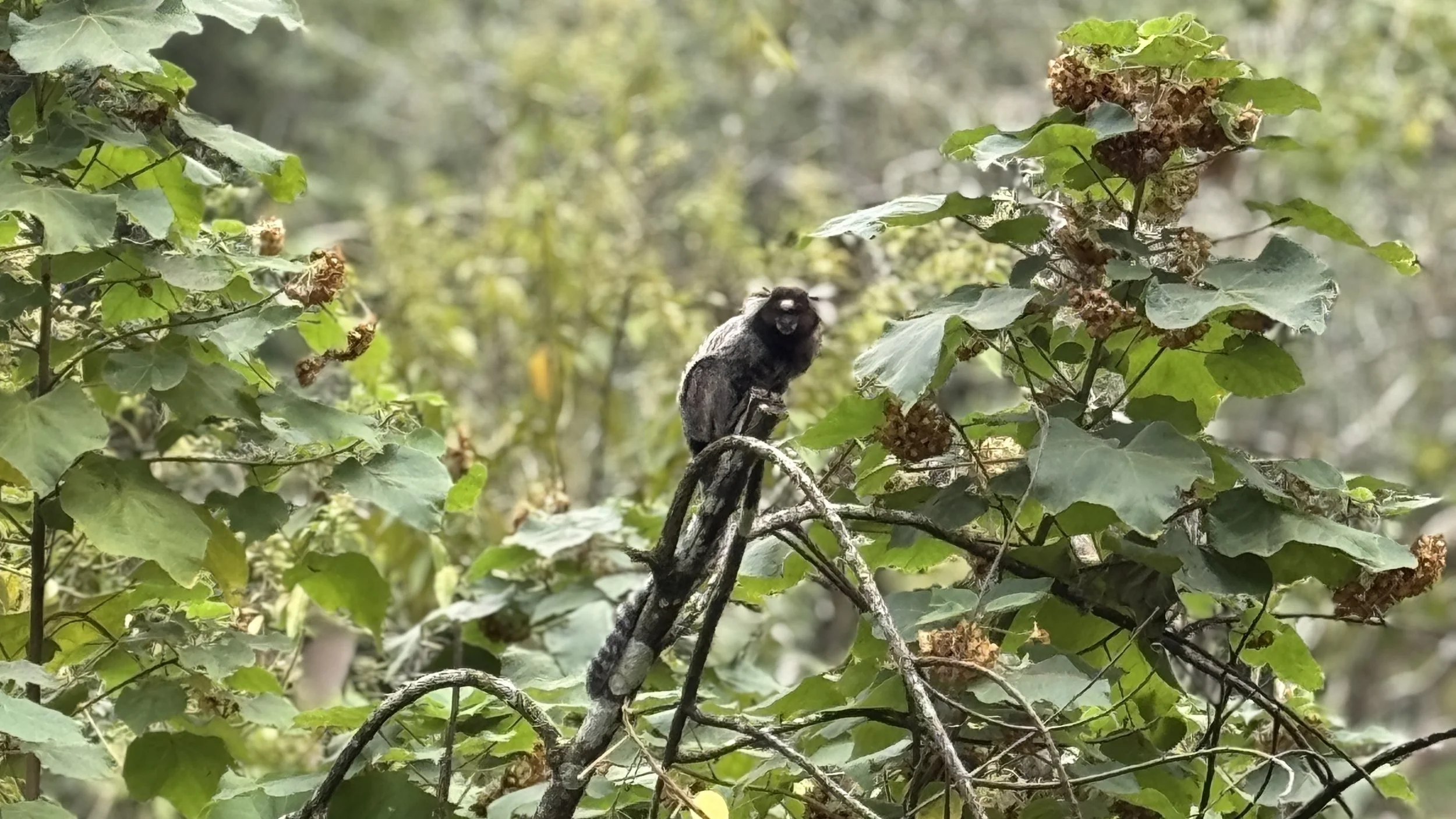 A black and gray monkey sitting on a branch among green leaves in a forest.