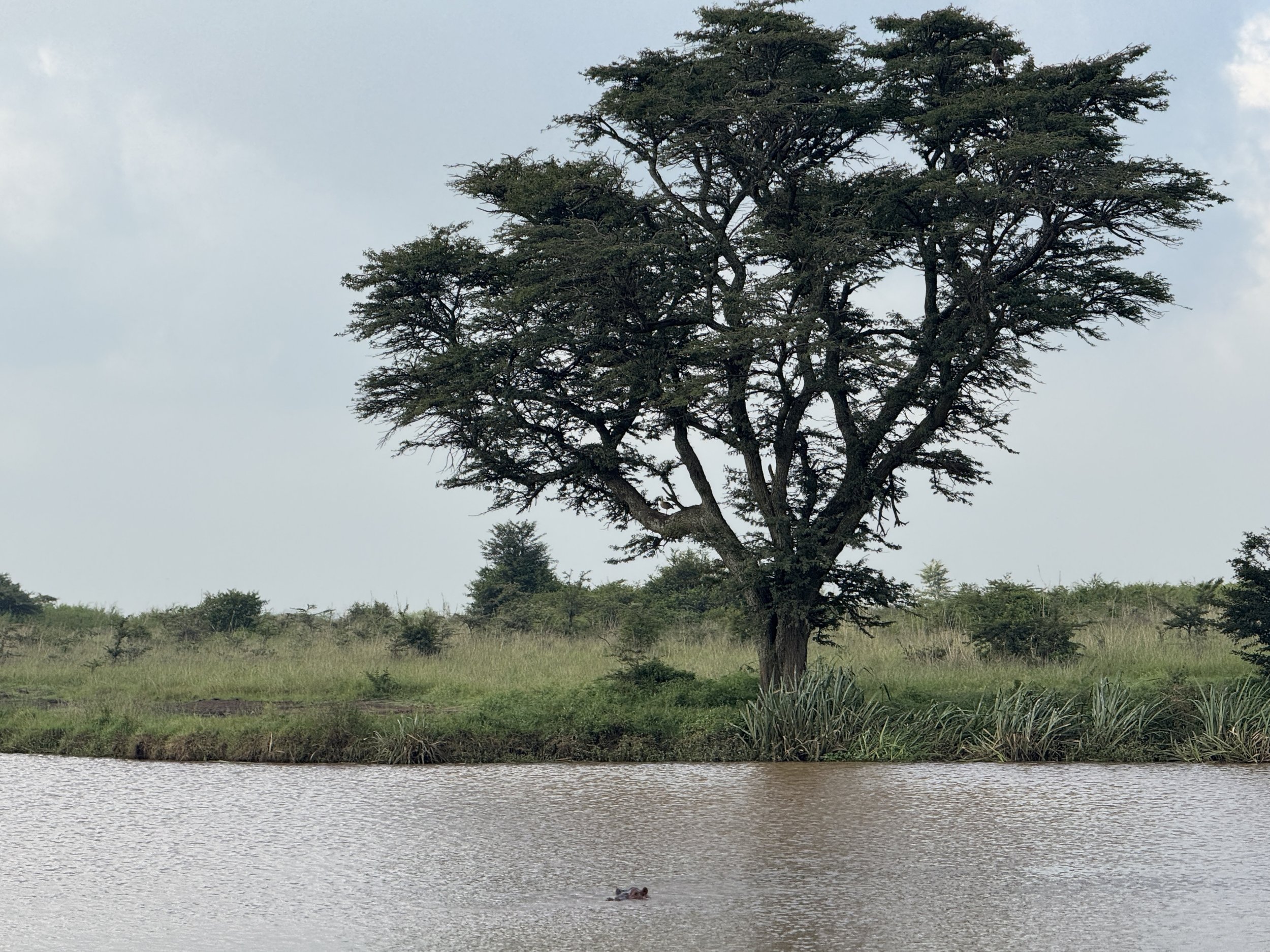 A large tree with a wide canopy standing next to a body of water, with lush green grass and bushes, under a partly cloudy sky.