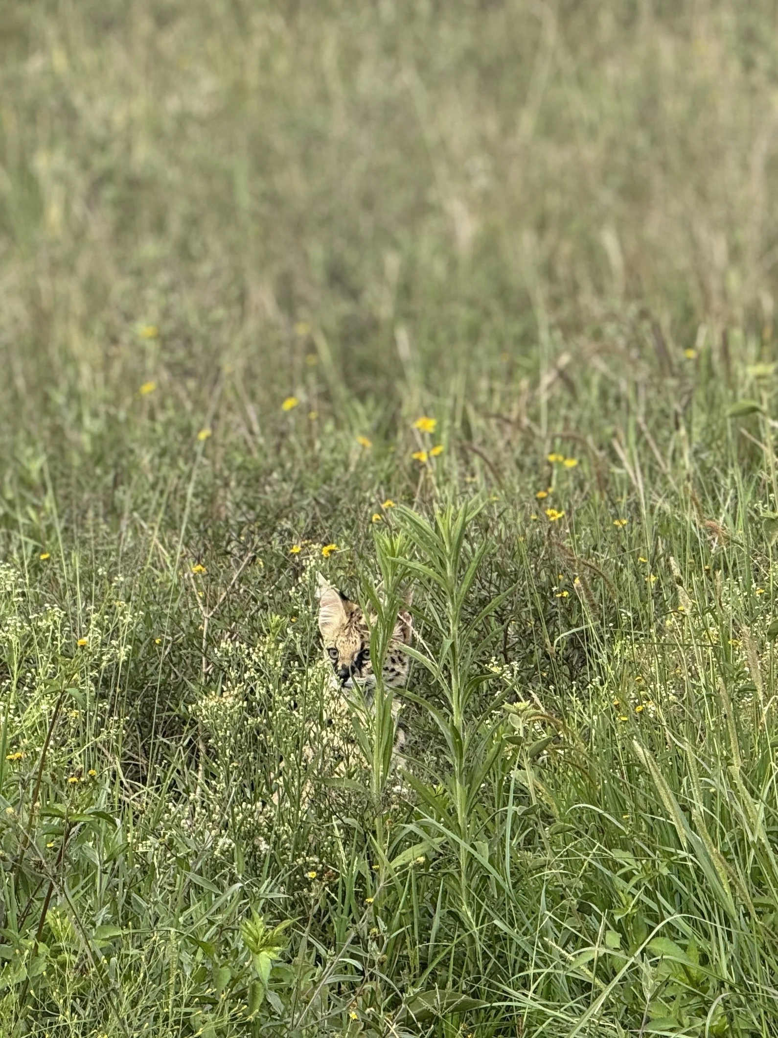A leopard cub peeking out from tall green grass and yellow wildflowers in a grassy field.