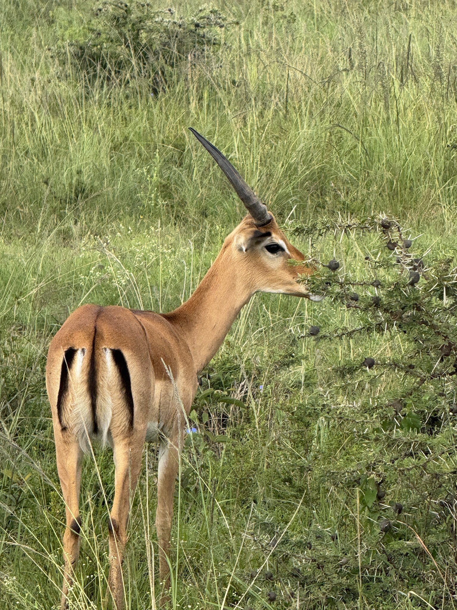 A kudu, an African antelope, grazing in a grassy field with tall green grass and shrubs.