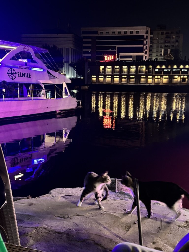 Cats on rocks near a harbor at night with illuminated buildings and a boat reflecting colored lights.