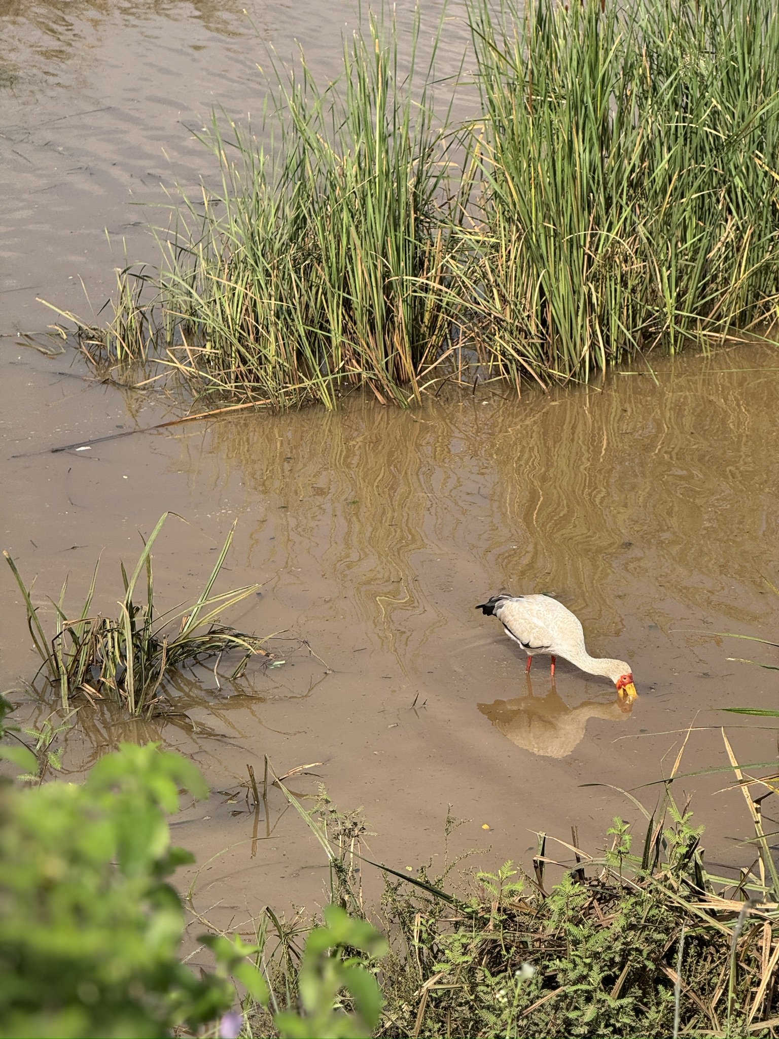 A white goose with a red beak standing in muddy water near green reeds.
