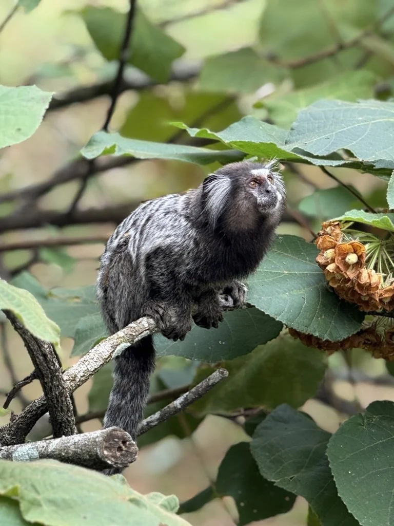 A small marmoset monkey perched on a tree branch surrounded by green leaves.