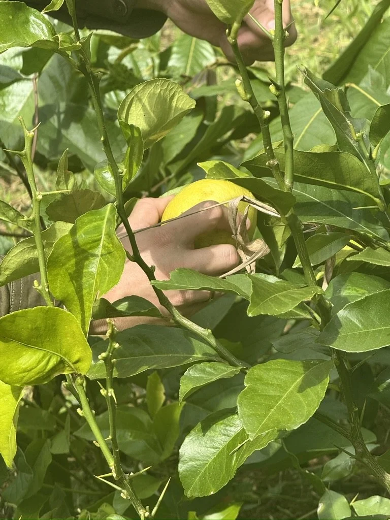 A person picking a yellow apple from an apple tree surrounded by green leaves.