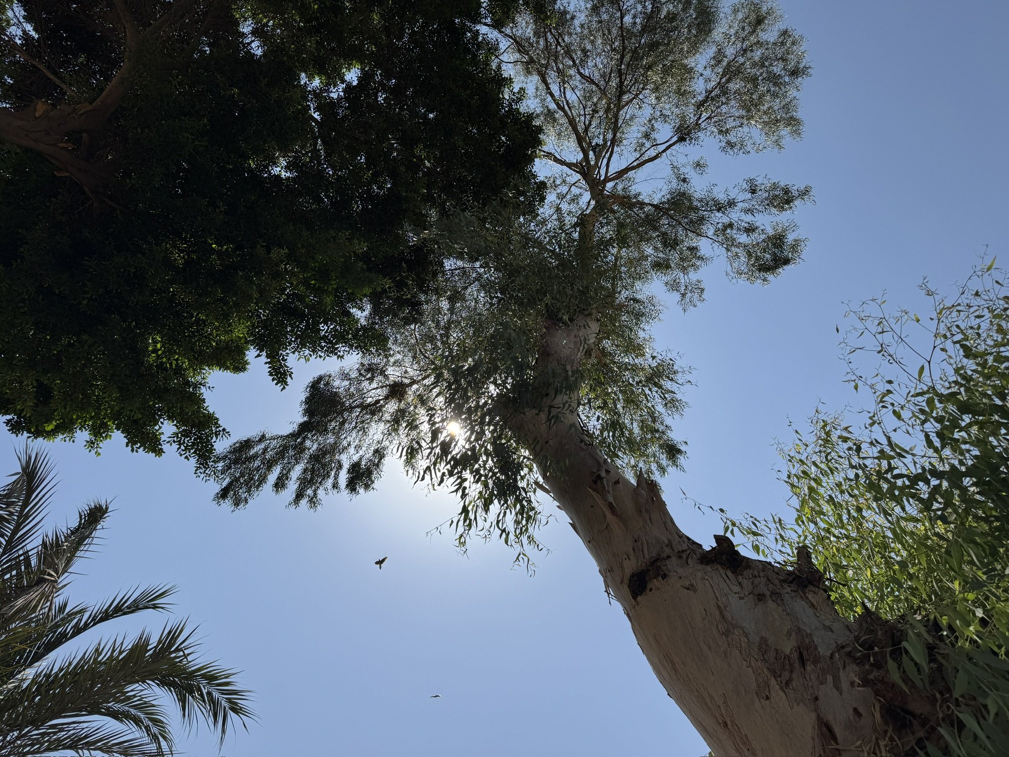 Tall tree with had with light brown bark and green leaves against a clear blue sky with a flying bird.