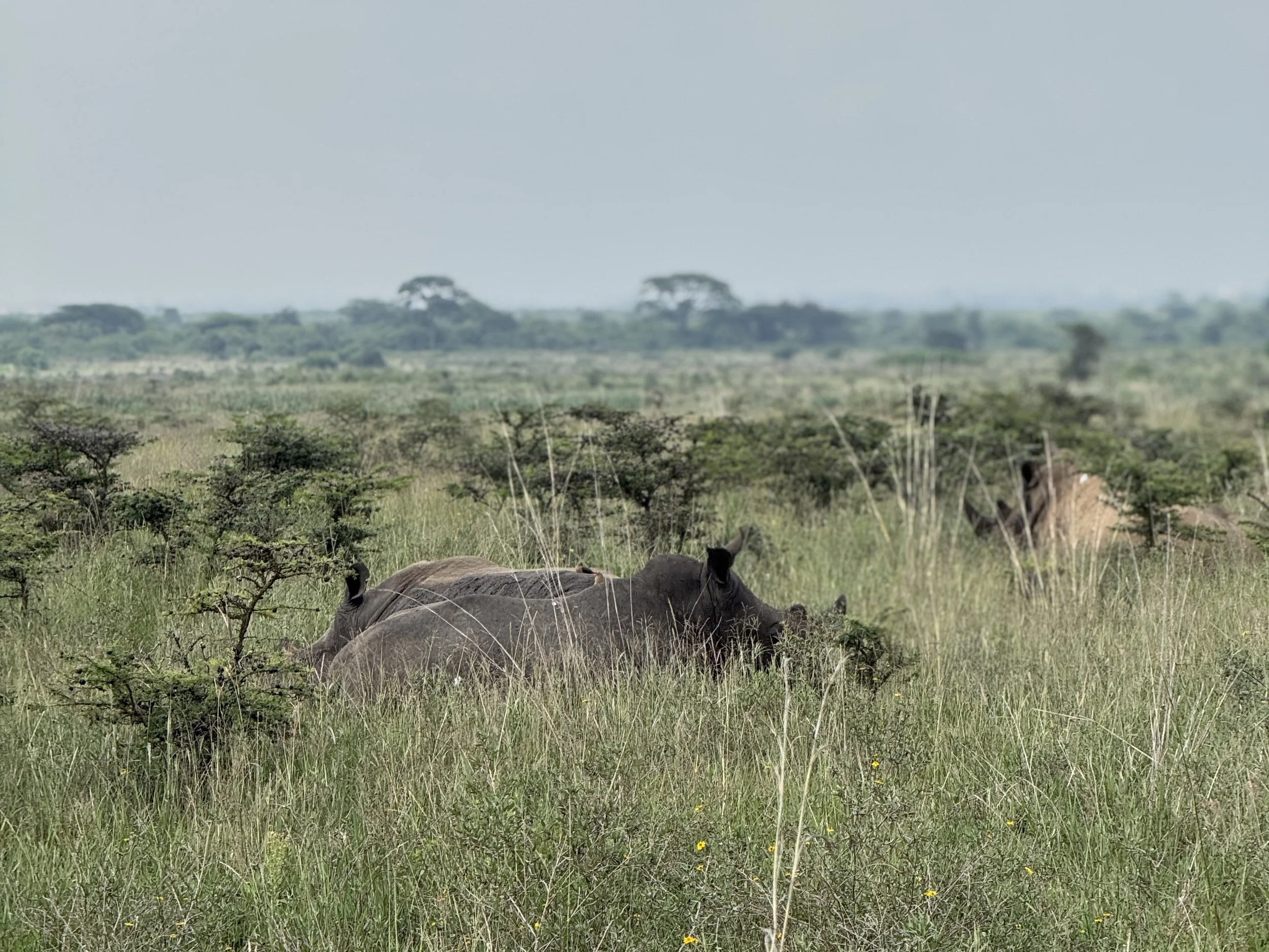 African savannah landscape with two lions resting on the grass in the foreground, trees and distant hills under a cloudy sky in the background.