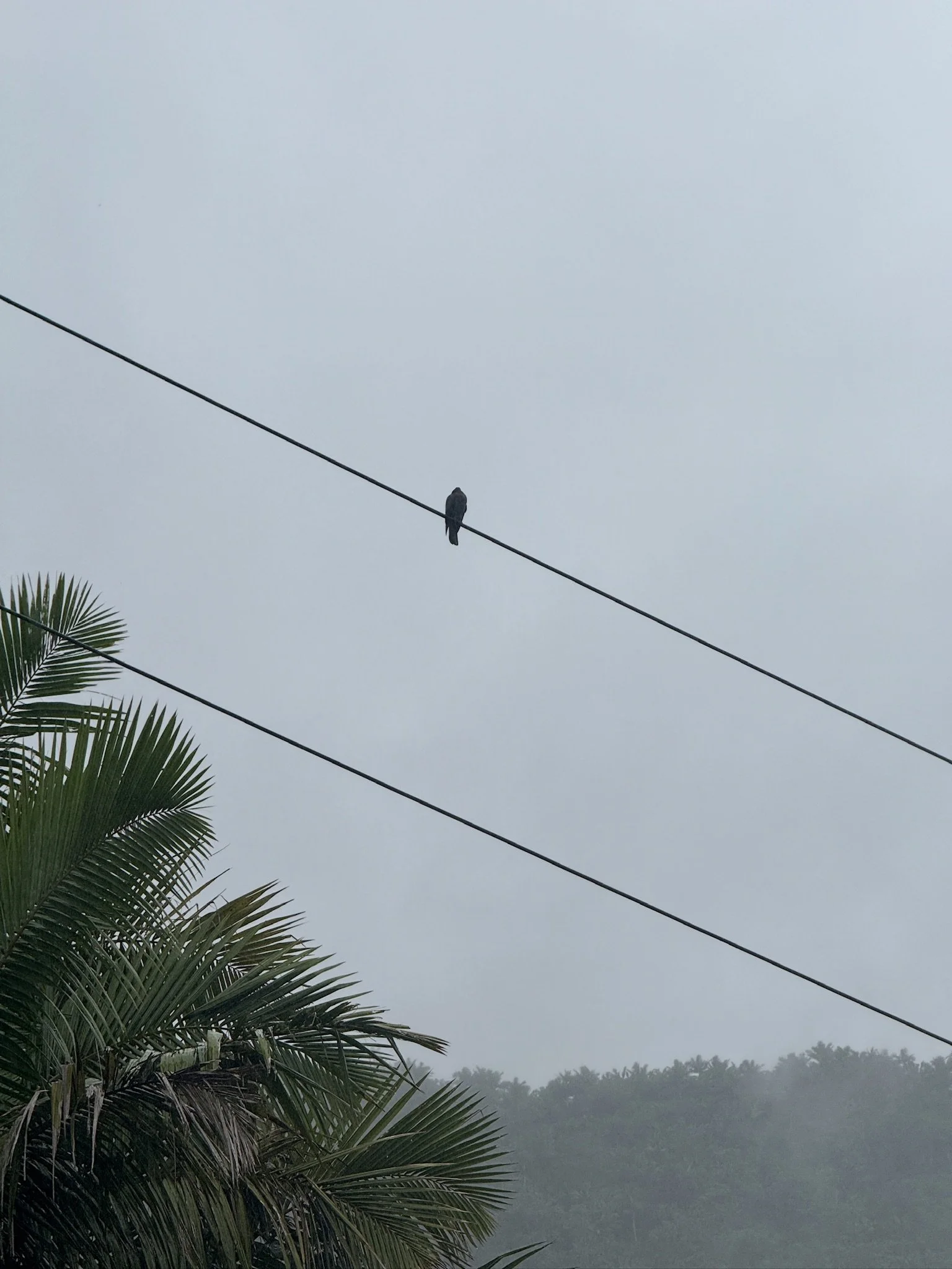 A single bird perched on a power line against a foggy sky, with palm leaves in the foreground and trees in the background.