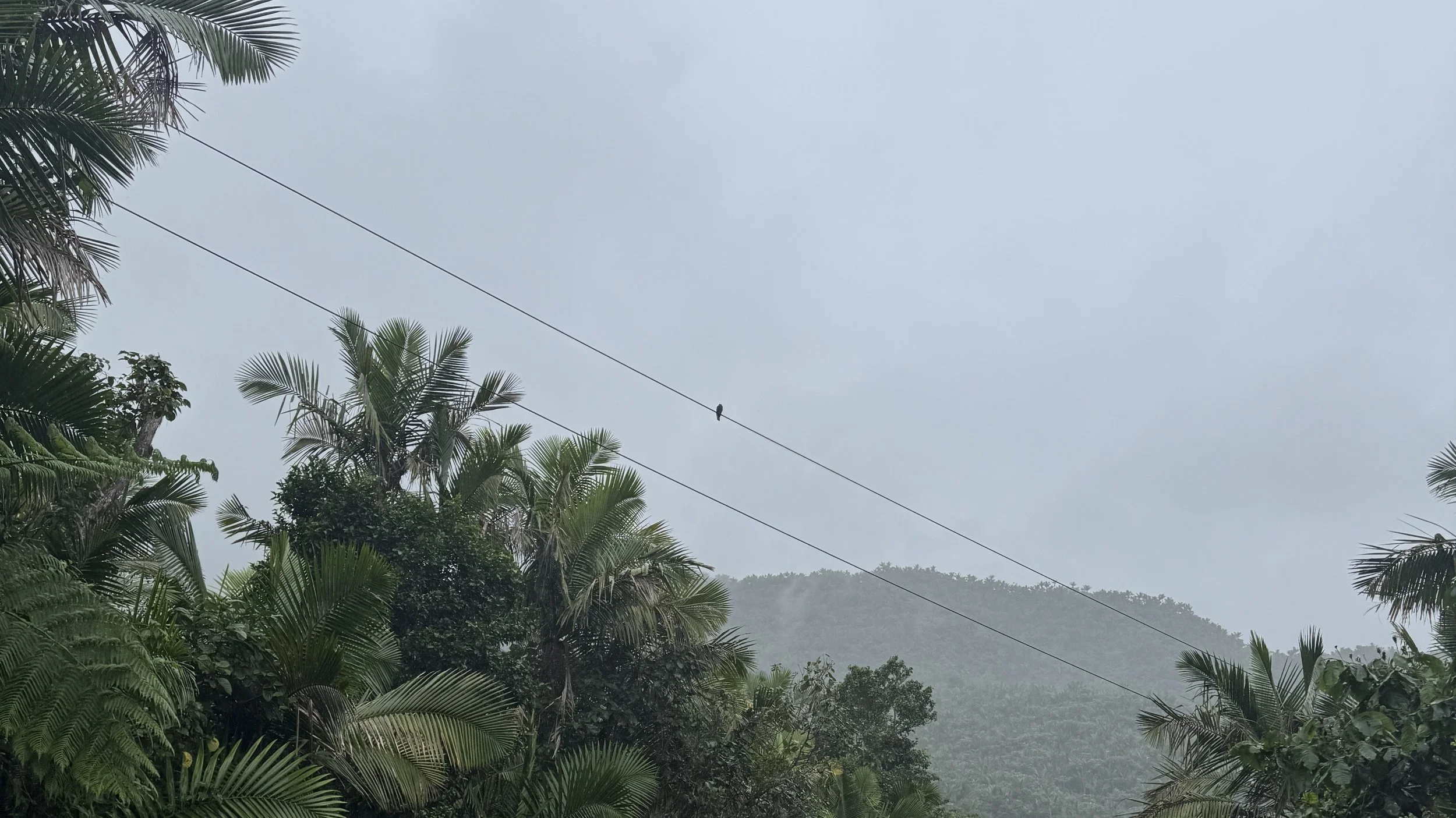 Tropical forest with dense green trees and foggy mountains in the background, overcast sky.