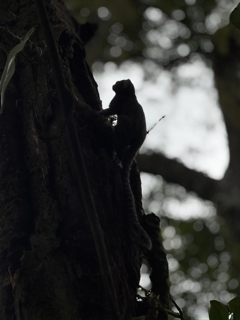 A small black animal, possibly a squirrel, climbing a tree trunk in a forest with the background of blurred leaves and light.