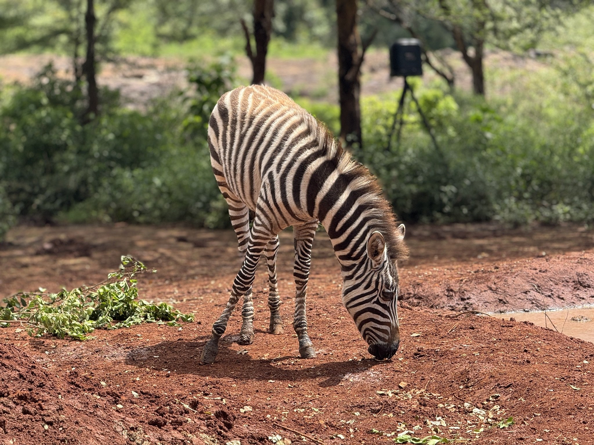 A zebra grazing on the ground in a wooded area with trees and greenery in the background.