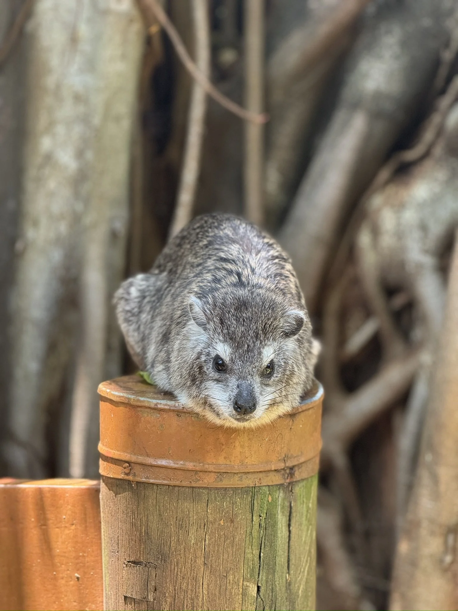 Close-up of a small, furry mammal with gray and white fur resting on a wooden platform, with a blurry rustic wooden background.