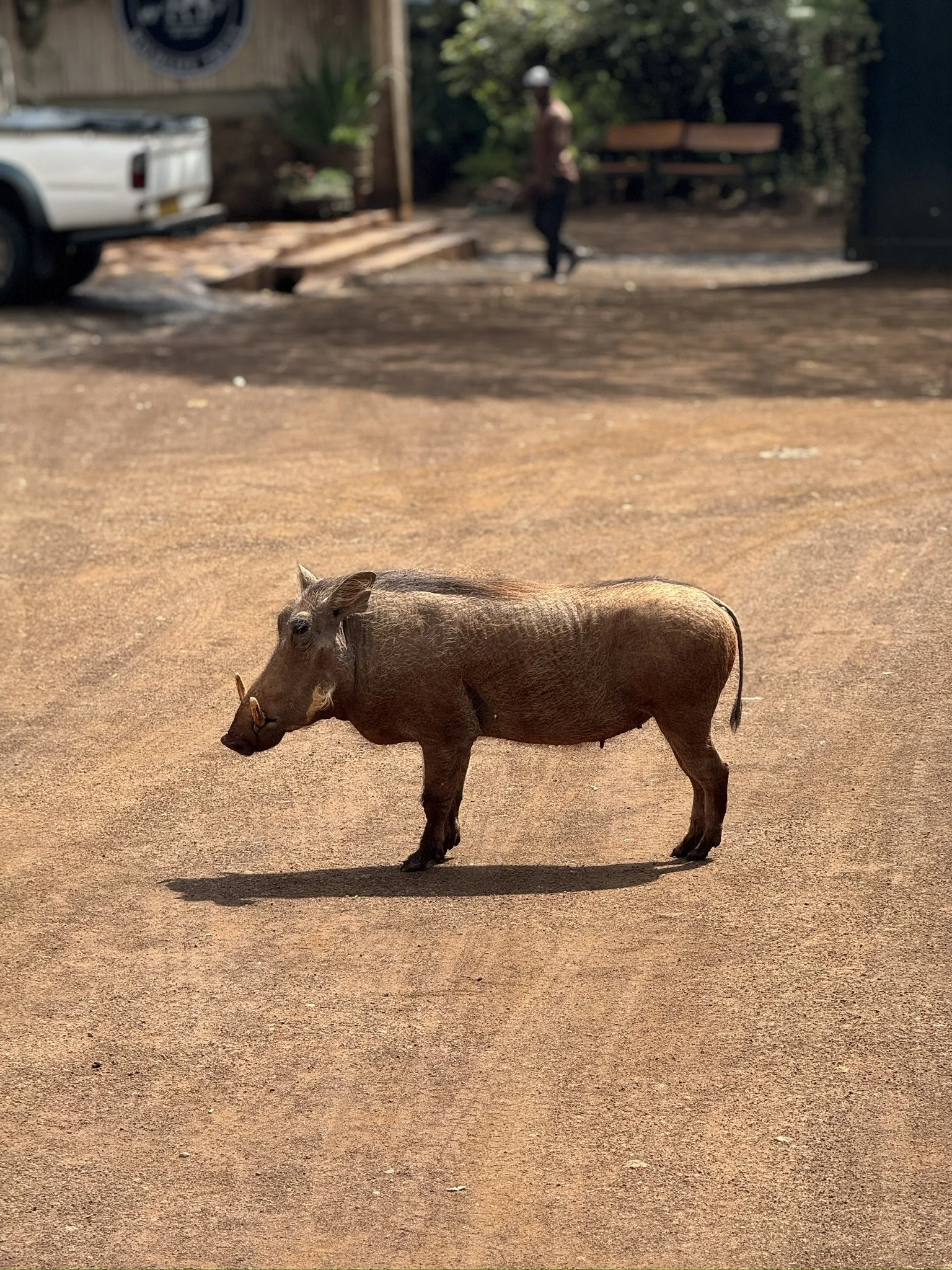 A pig standing on a dirt surface in an outdoor setting, with a shadow cast on the ground.