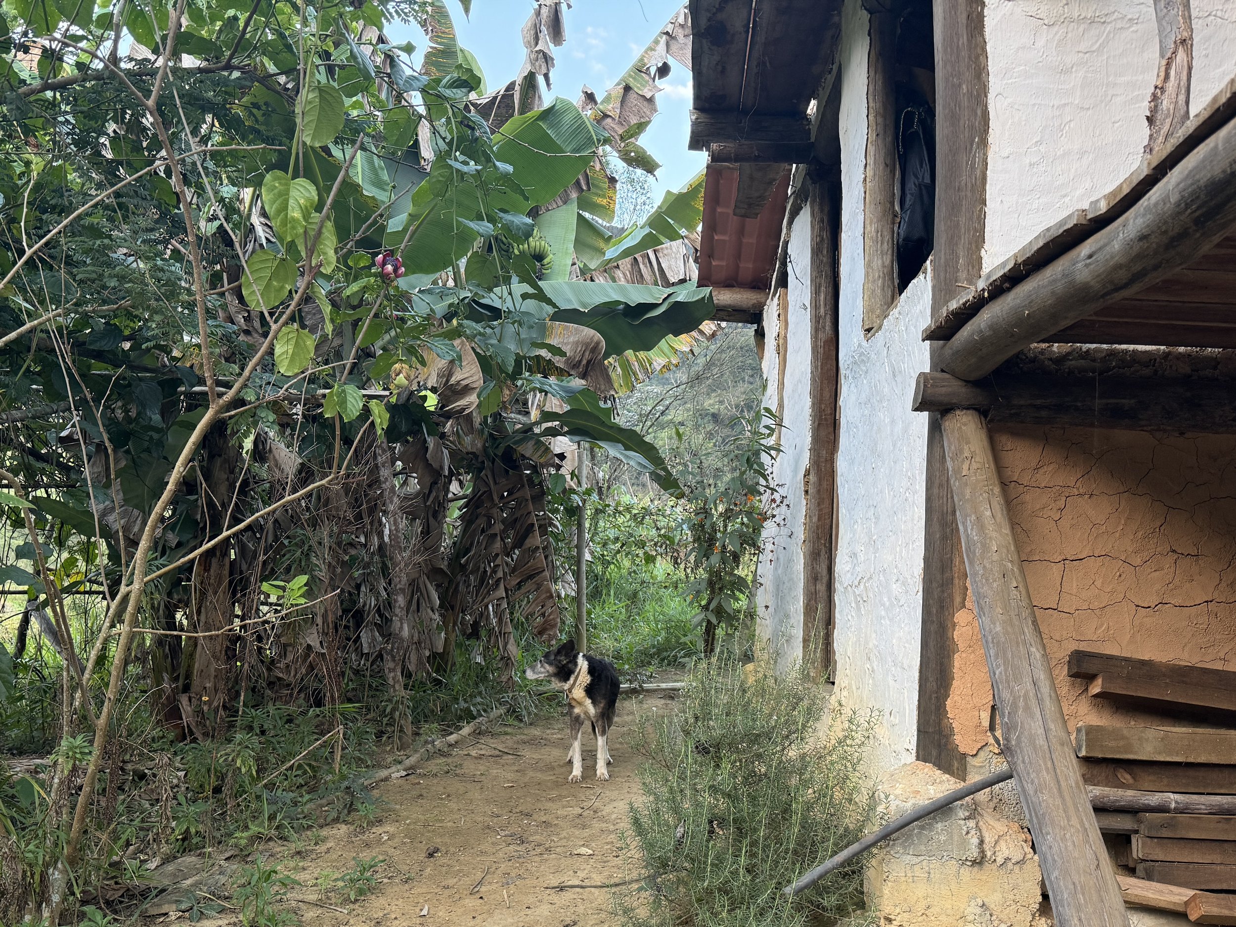 A rural scene with a small black and white dog standing on a dirt path next to an old rustic building with distressed walls and wooden beams. Green leafy plants and banana trees grow alongside the path under a partly cloudy sky.