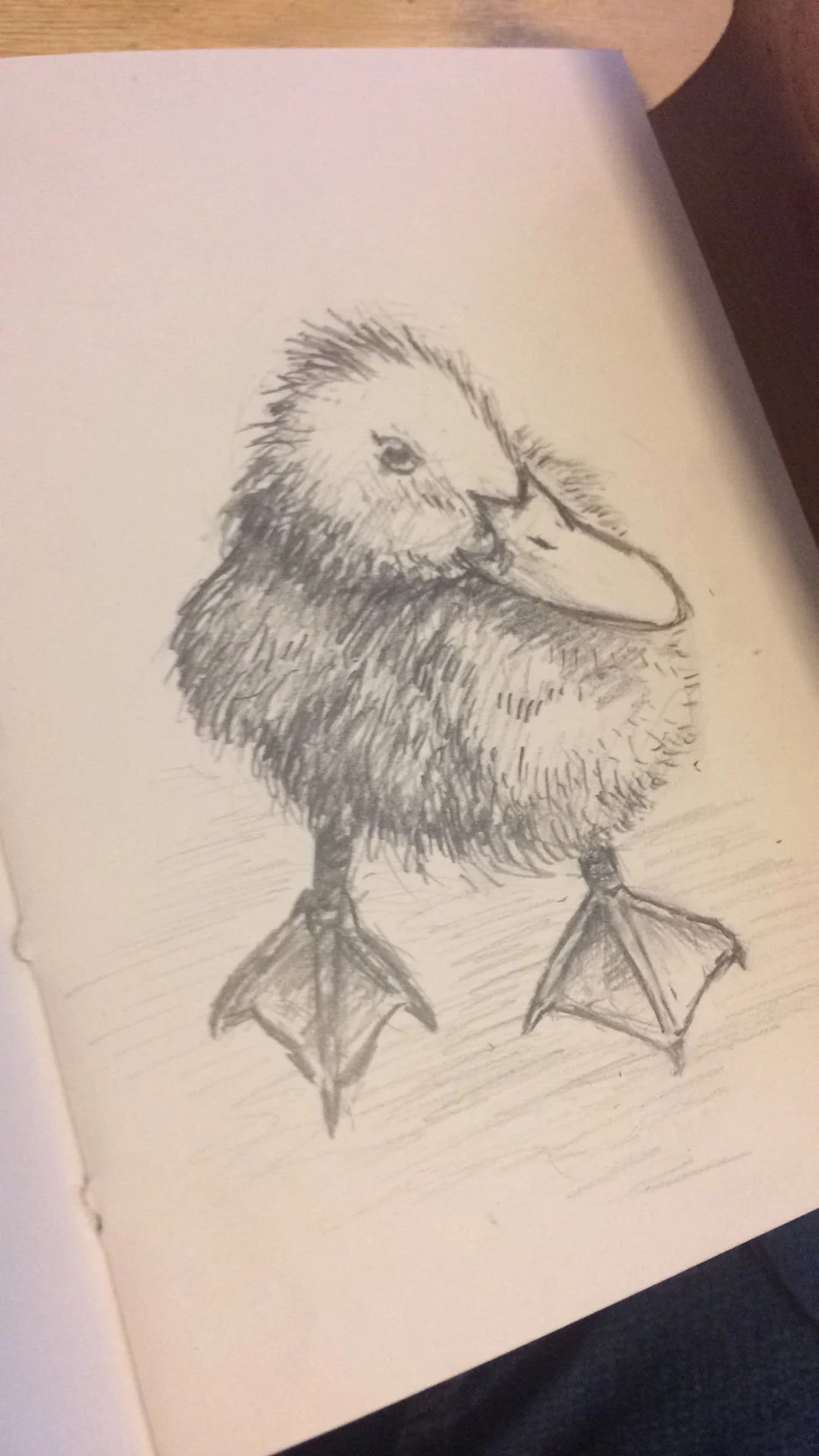 SCRP-20190408-duck-01.jpg