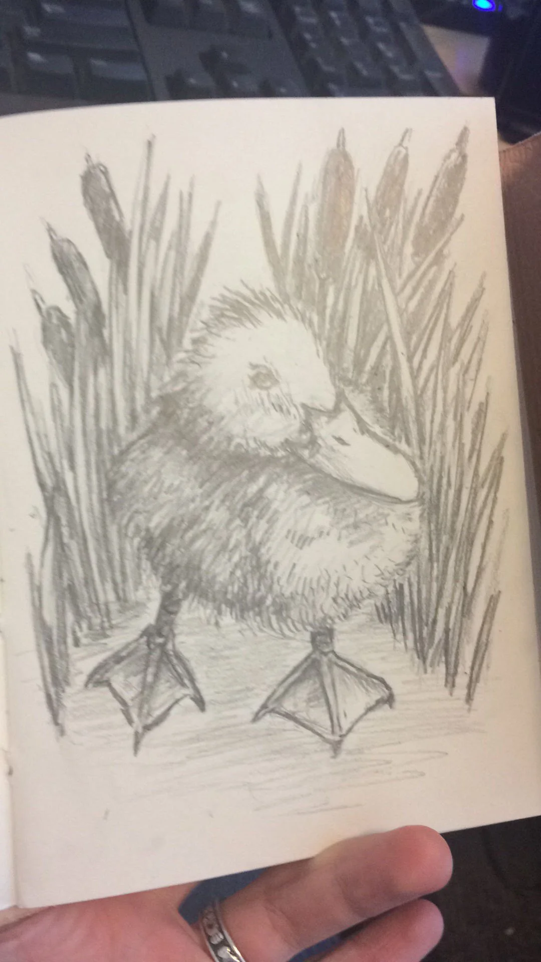 SCRP-20190408-duck-02.jpg