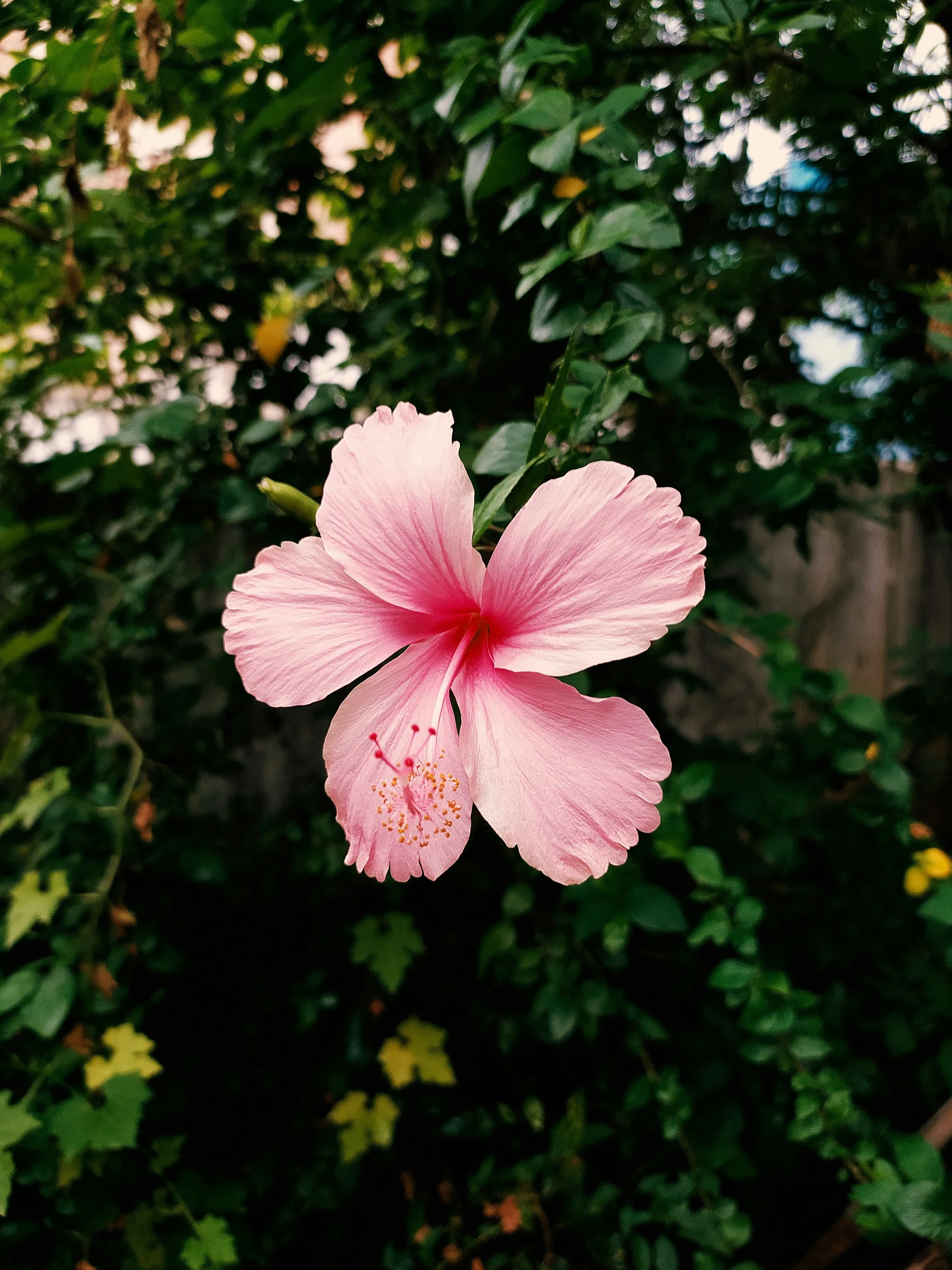 A pink hibiscus flower in bloom with green foliage in the background.