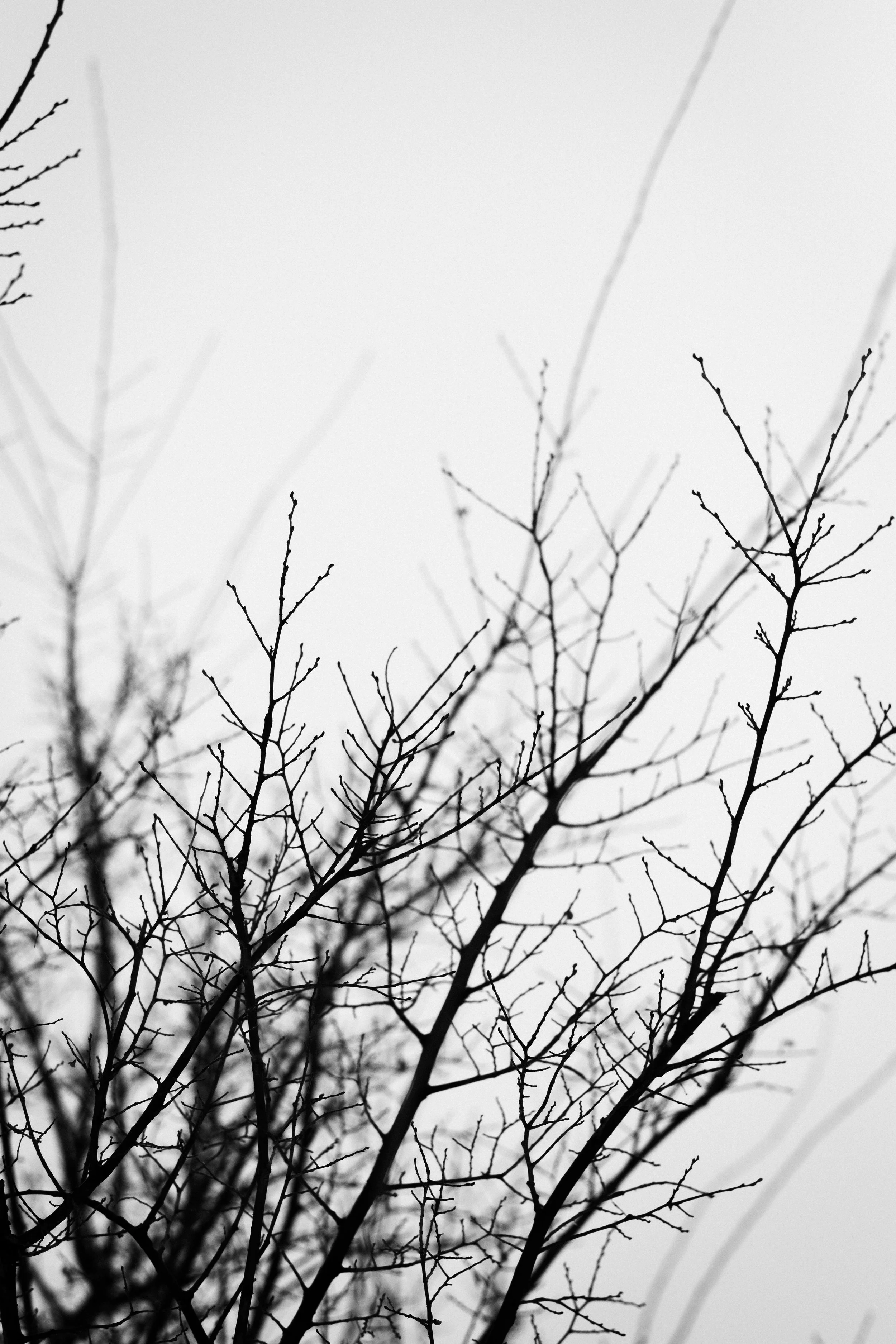Black and white photograph of leafless tree branches against a gray sky.