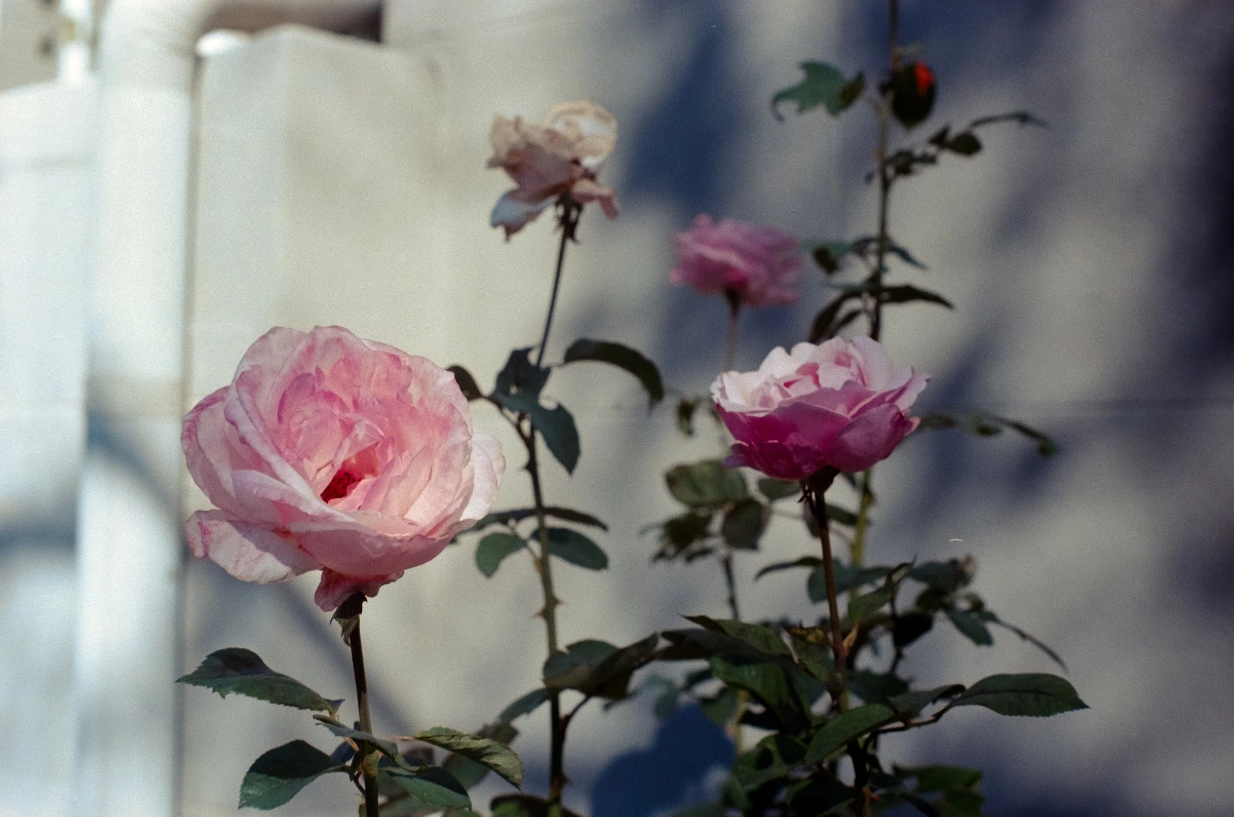 DSCF2828.jpg