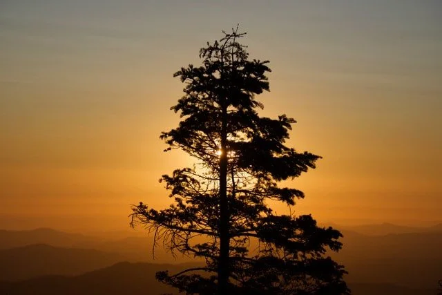 Silhouetted tree at sunset with mountains in the background.