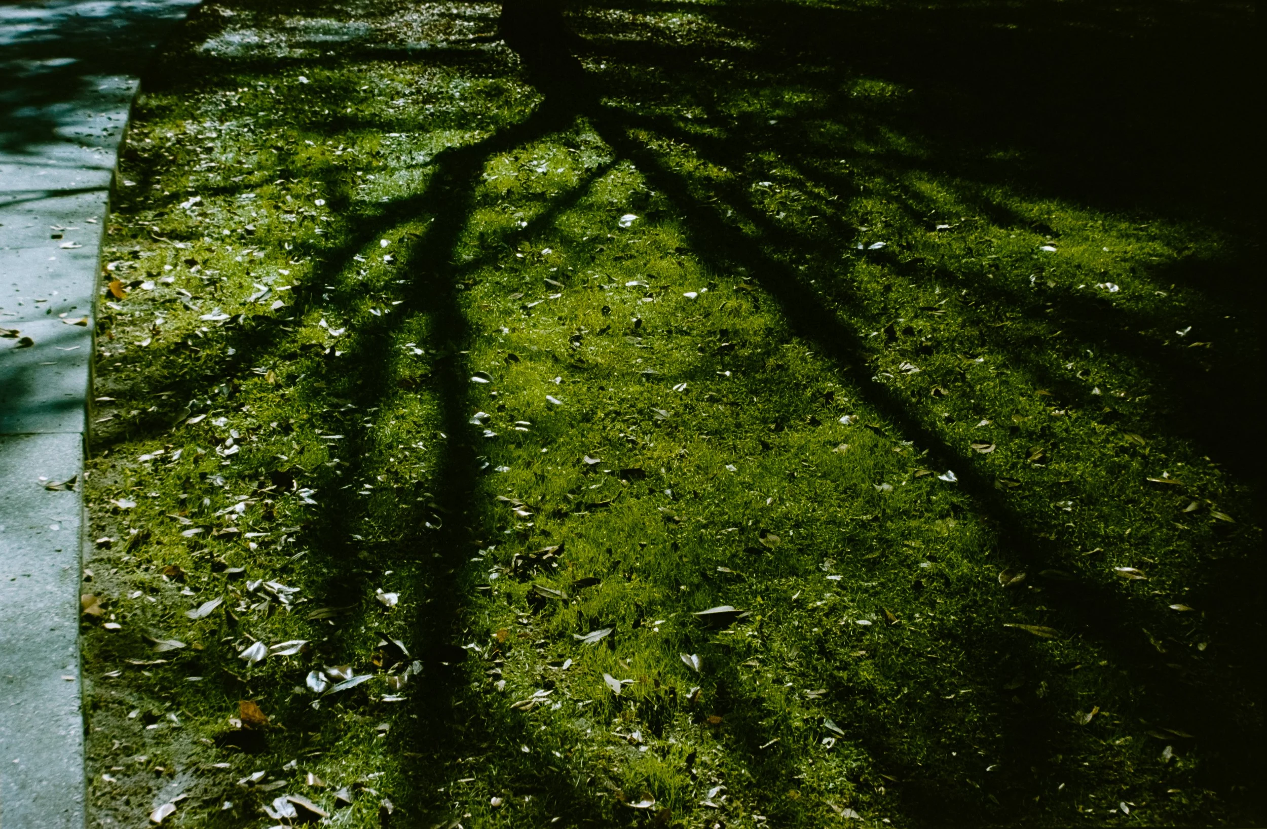 Shadow of a tree cast on a grassy lawn with fallen leaves, next to a concrete sidewalk.