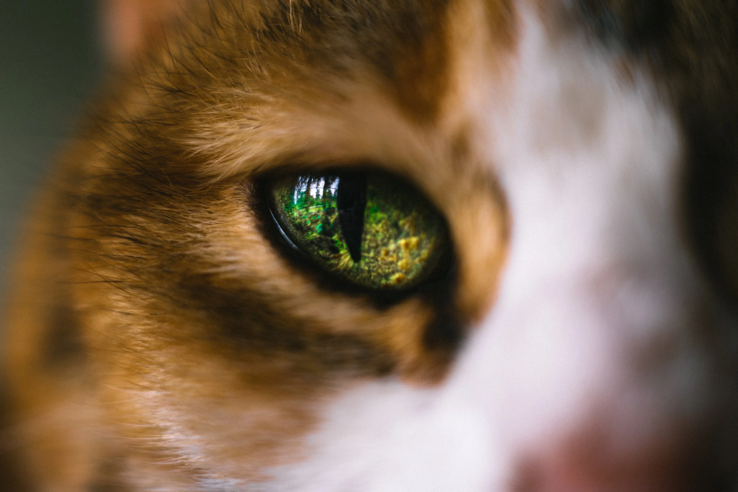 Close-up of a cat's face, showing one eye with green and gold reflections.
