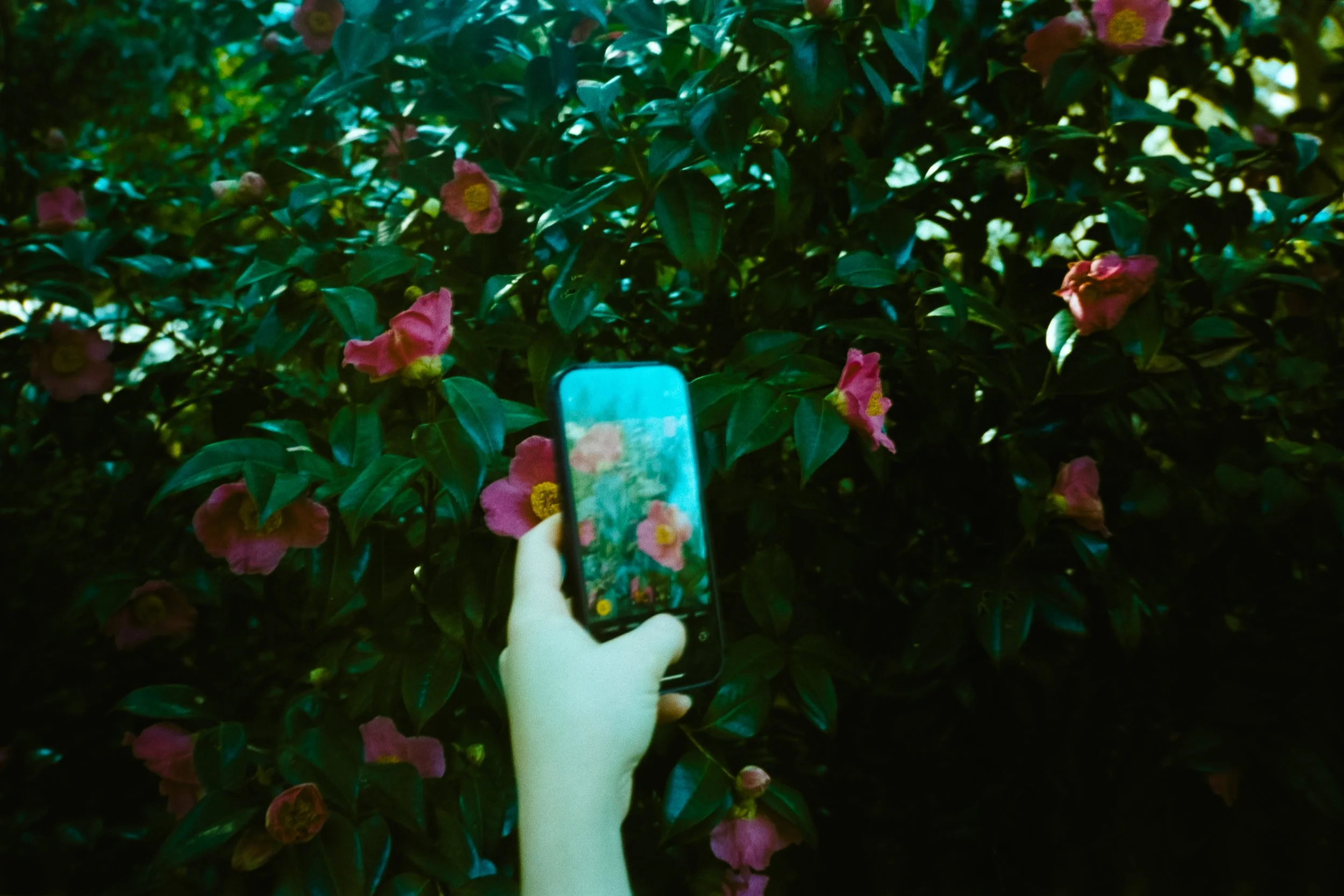 Hand holding a smartphone taking a picture of pink flowers on green bushes.