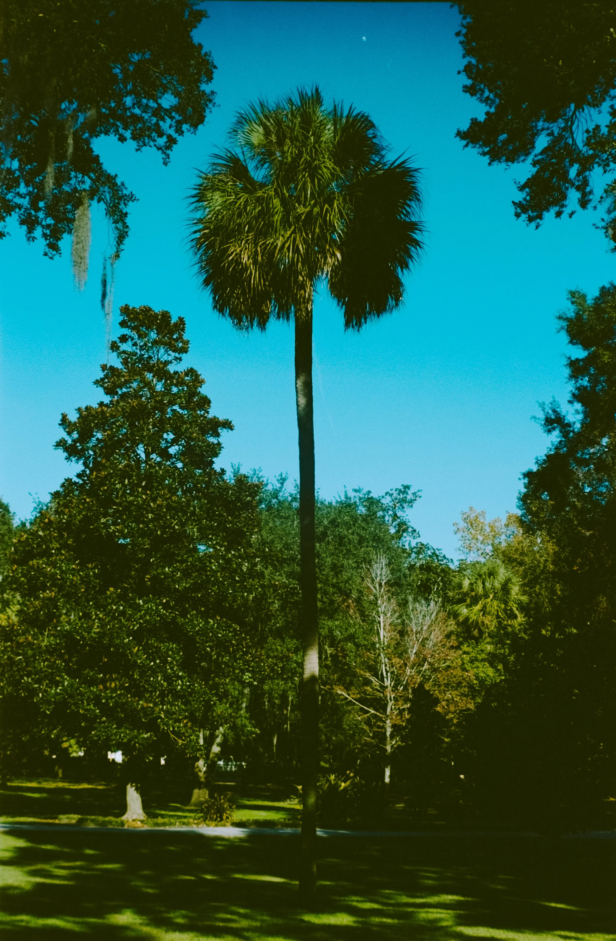Tall palm tree in the center with other trees around it under a clear blue sky.