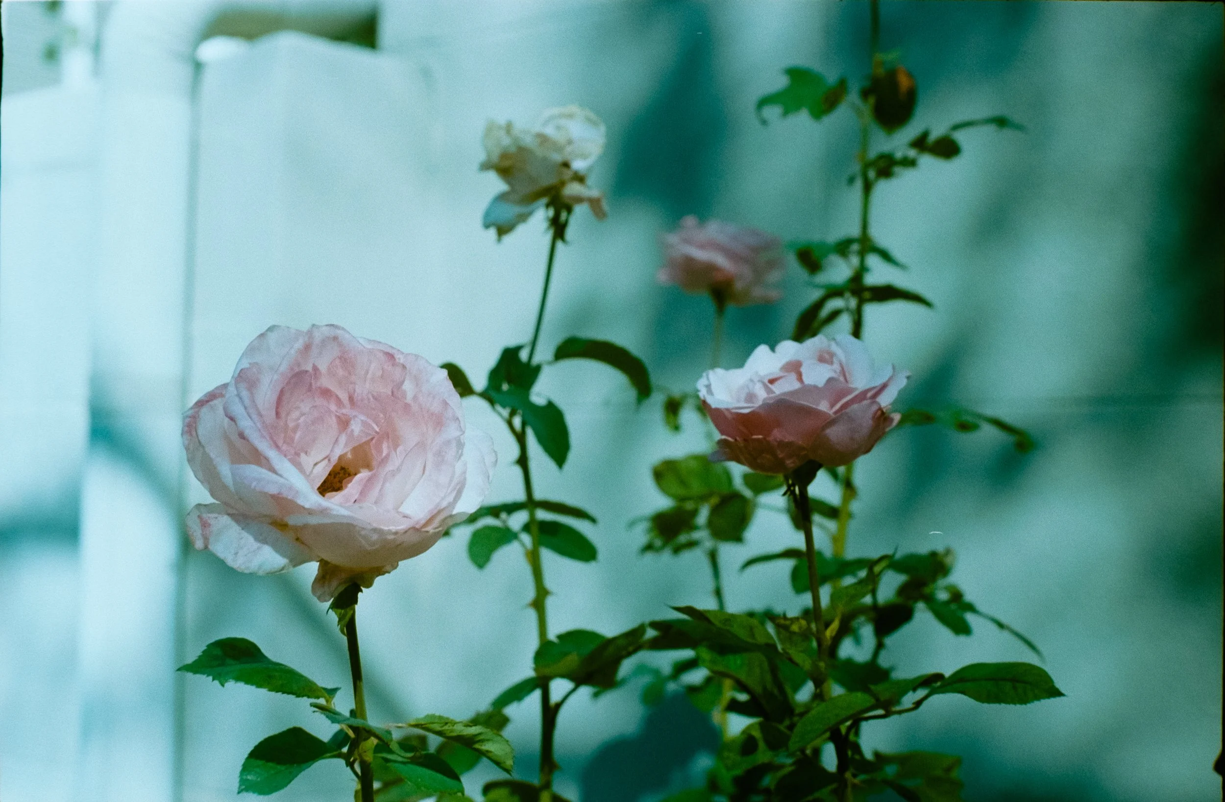 Pink and white roses growing on a plant against a teal background.