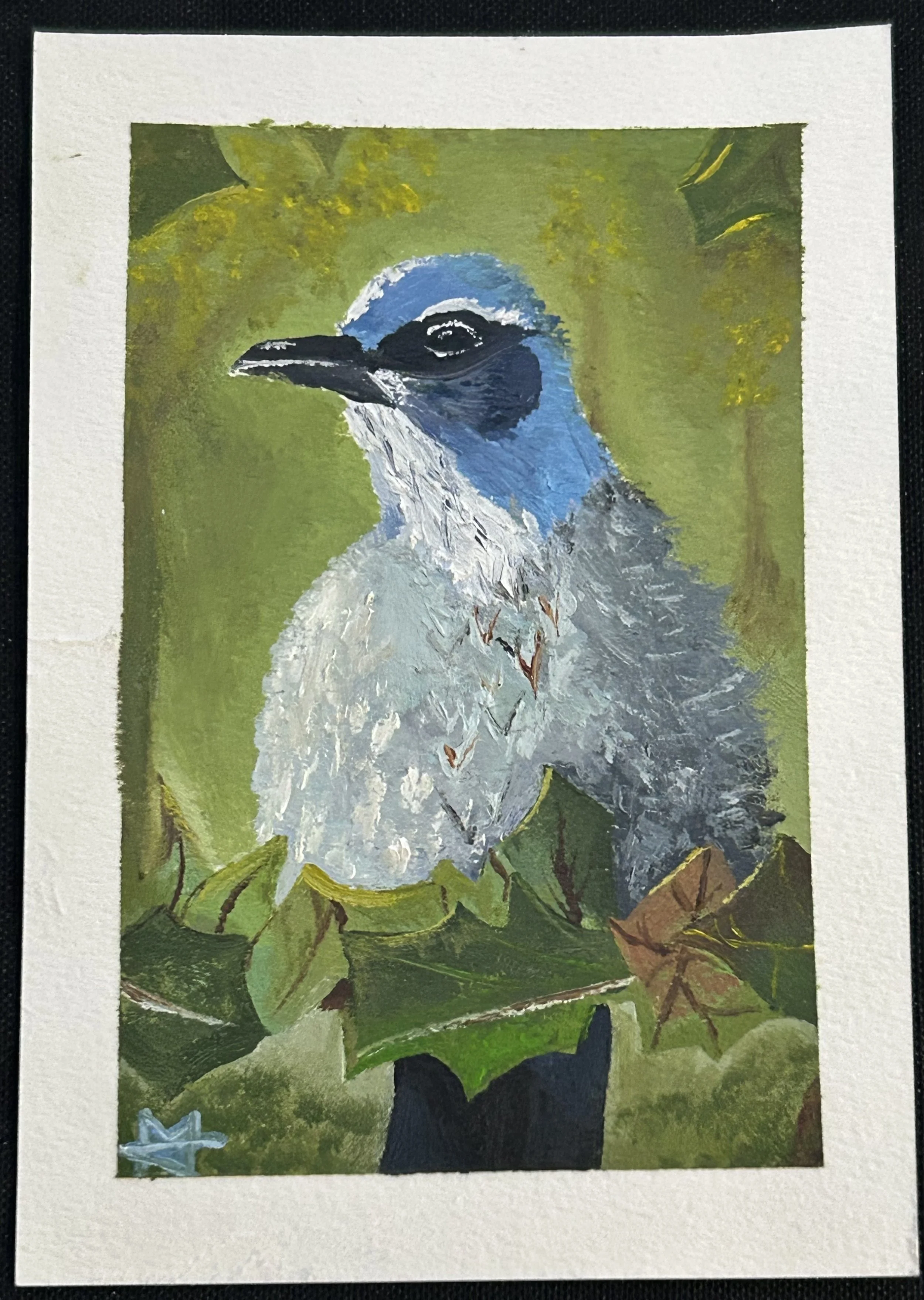 "Steller's Jay" - Print