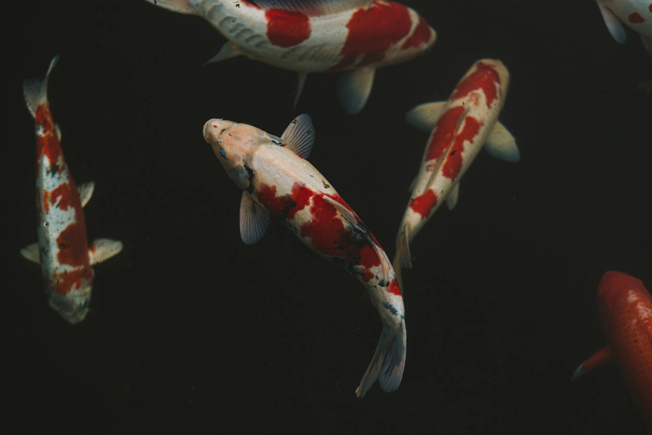 Multiple koi fish with white, red, and black markings swimming in dark water.