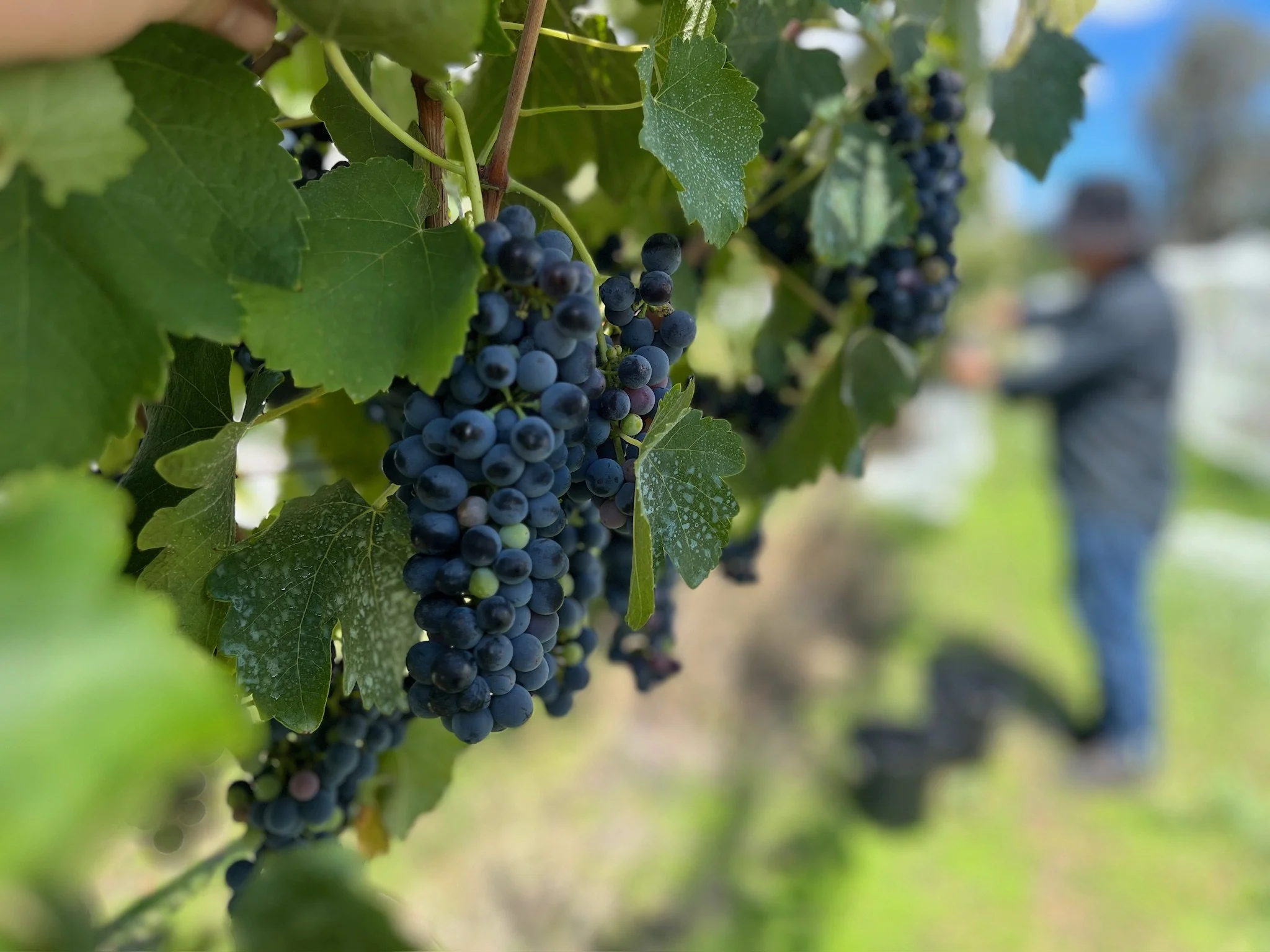 Grape harvesting with local producers.