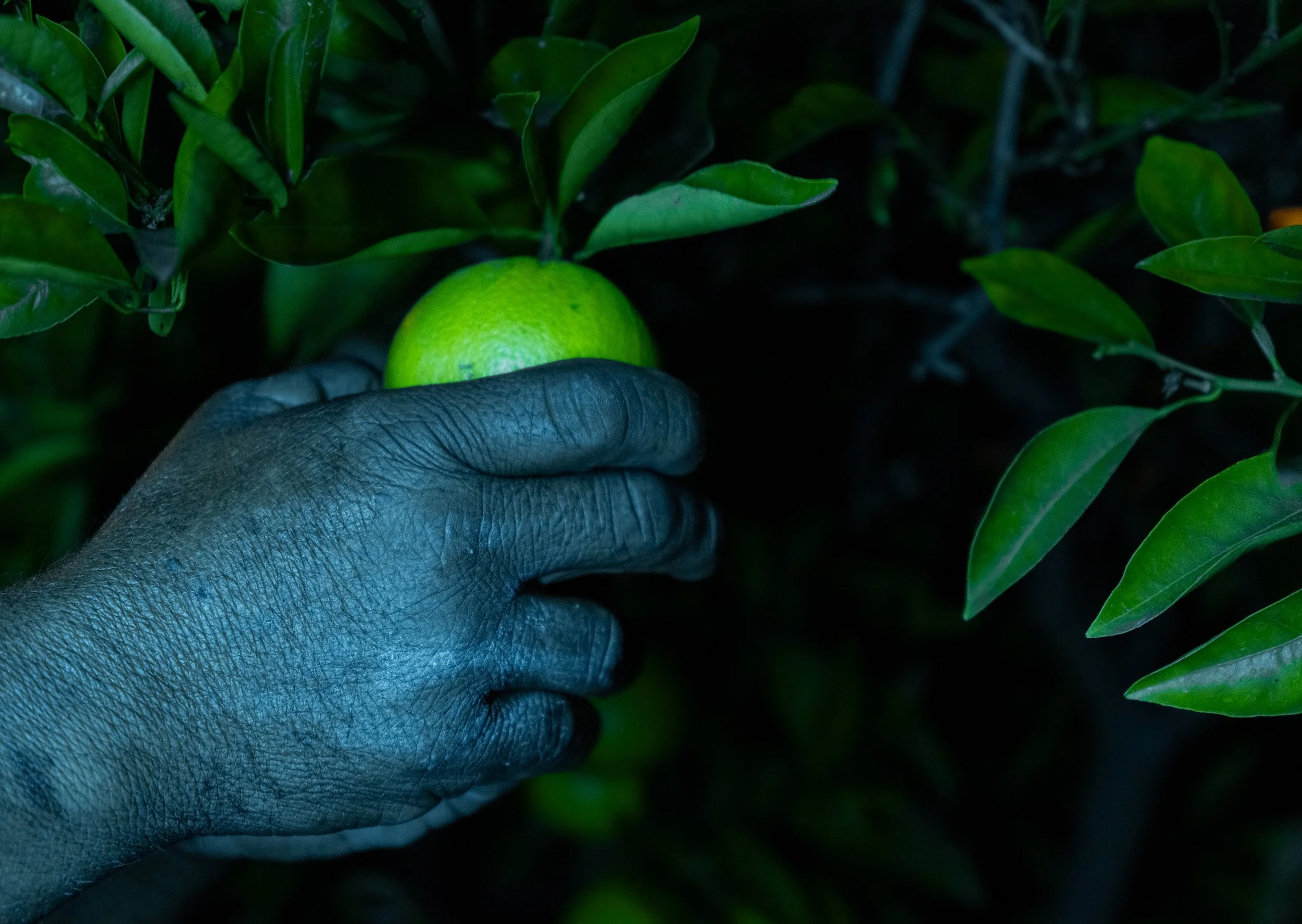 Hands of the Earth III, 2024 