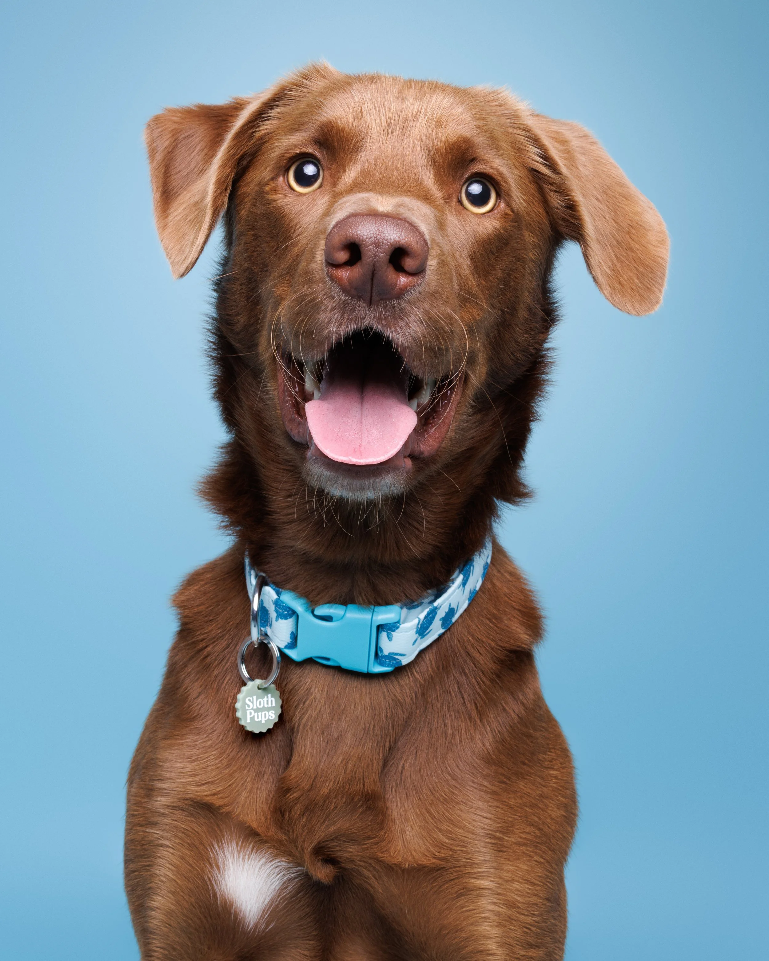 A brown dog with floppy ears and light eyes, wearing a blue collar with a tag that reads "Sloth Pups," sitting against a solid light blue background, looking directly at the camera with its mouth open and tongue out.