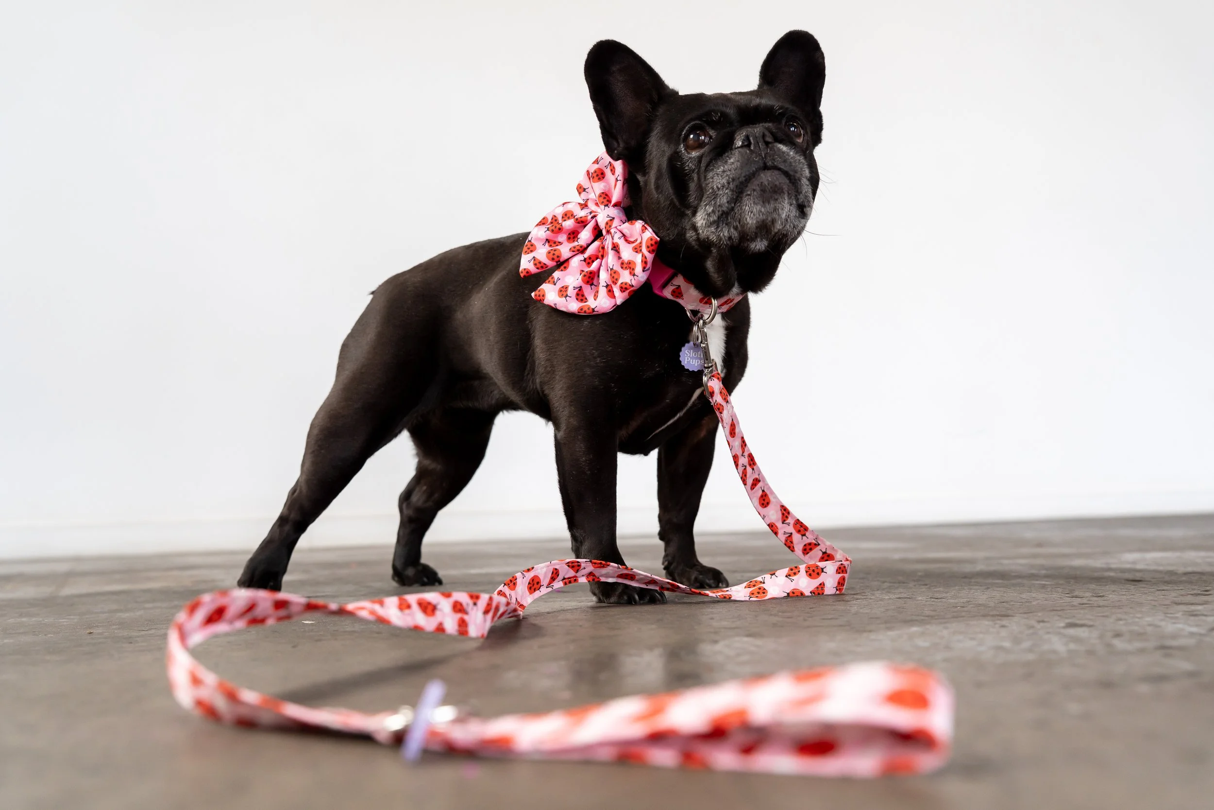 A black French Bulldog wearing a pink ladybug-patterned scarf around its neck, posing on a wooden floor against a plain white wall.