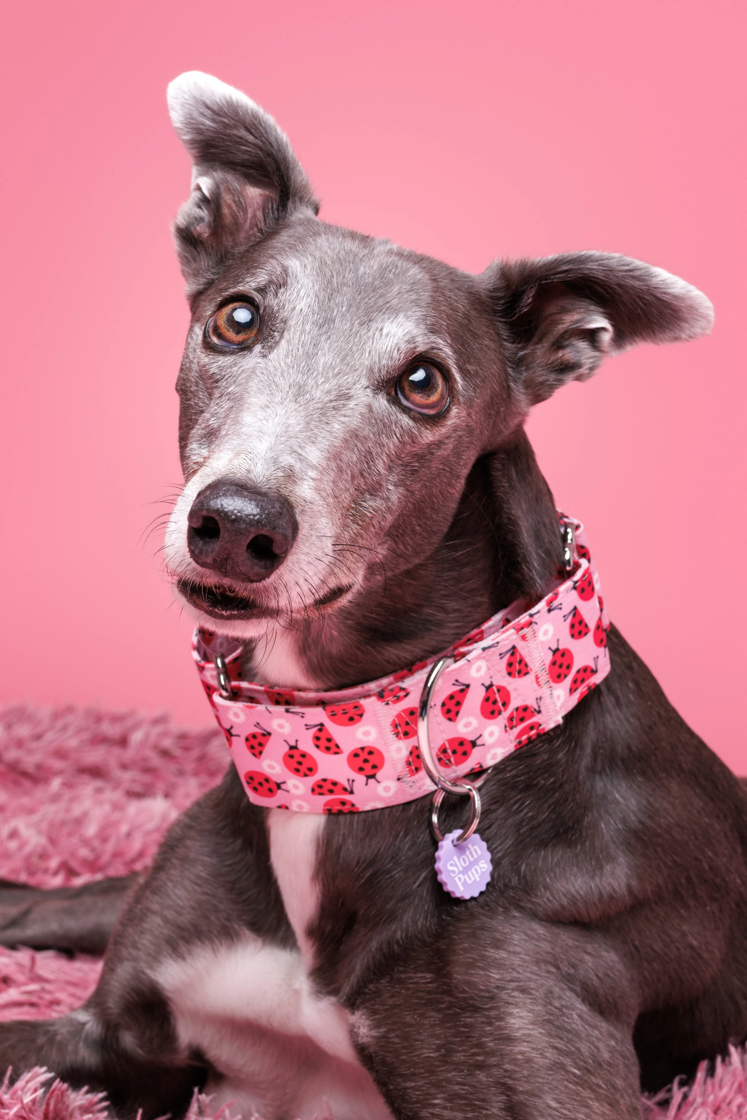 A gray and white dog with amber eyes sitting on a pink fluffy rug in front of a pink background. The dog is wearing a pink collar with red ladybug patterns and a purple tag that reads 'Sloth Pups'.