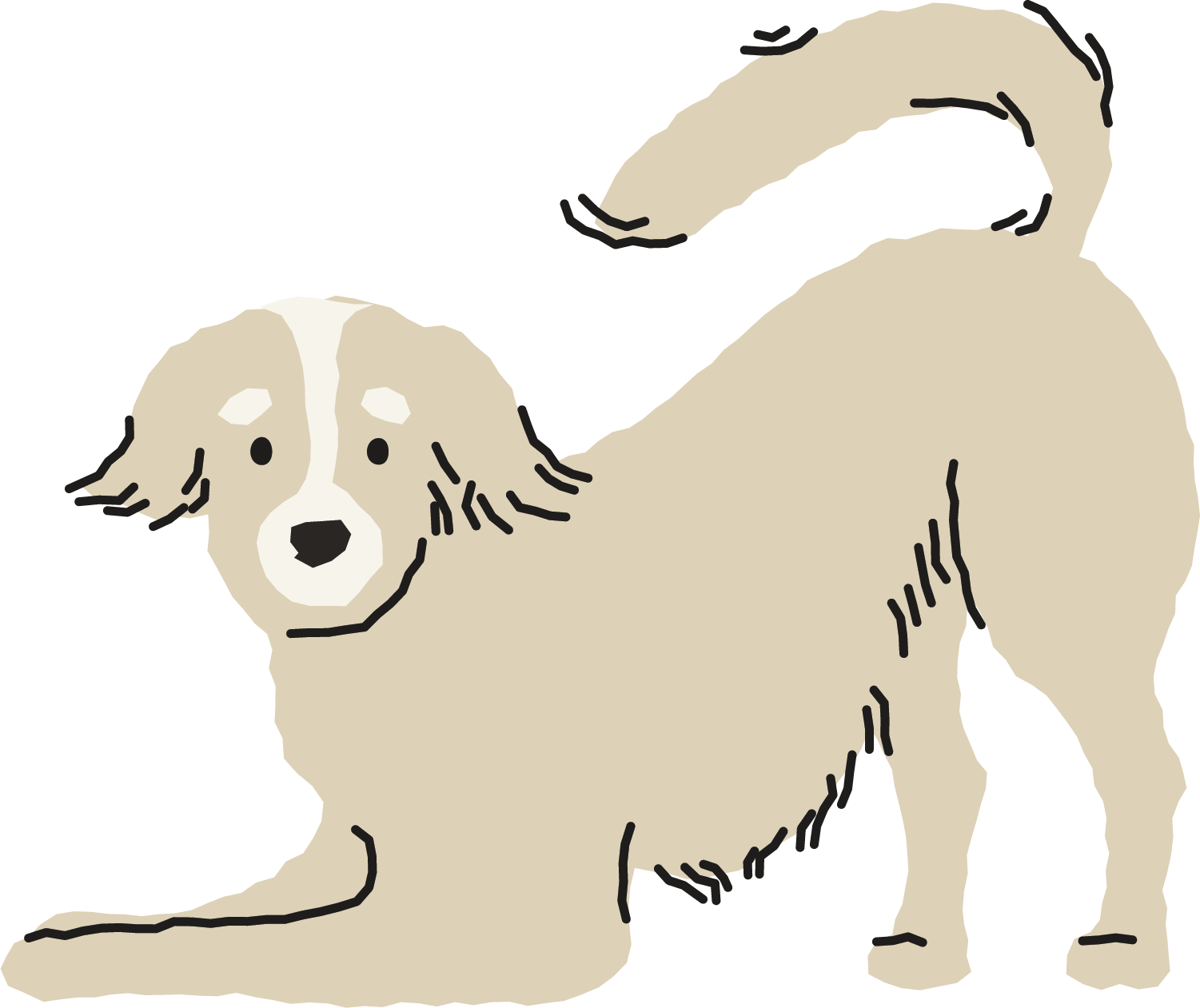 Illustration of a beige and white dog with floppy ears, lying down with its head raised and tail curled upward.