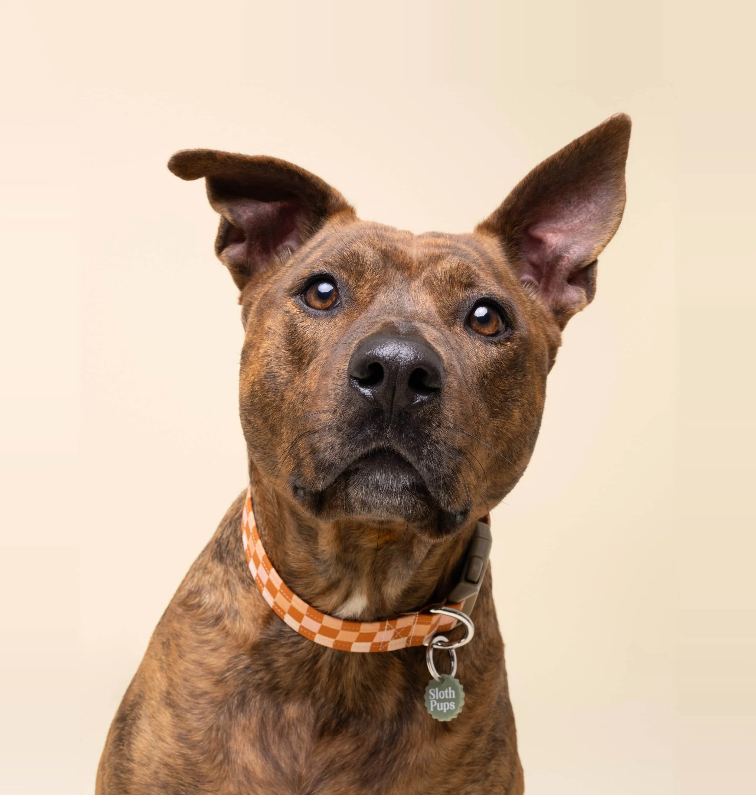 Close-up of a brown brindle dog with one ear flopped over and one ear standing, wearing an orange and white checkered collar with a metal tag reading "Sloth Pups" against a beige background.