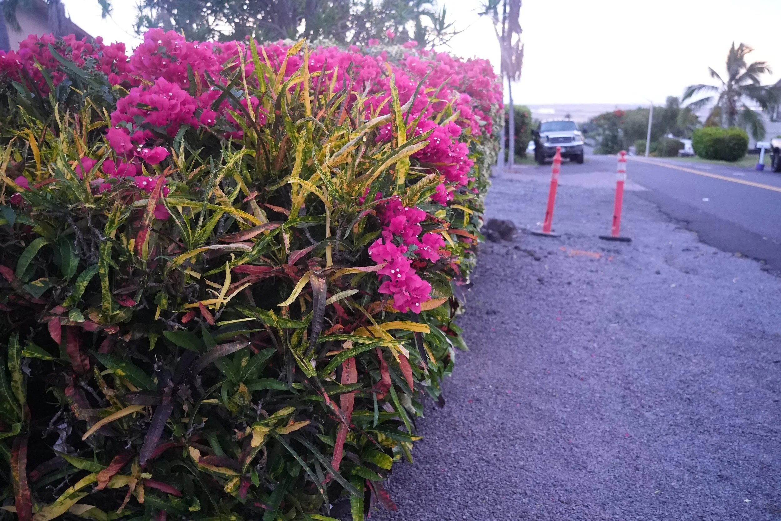 Hedge & Shrub Trimming
