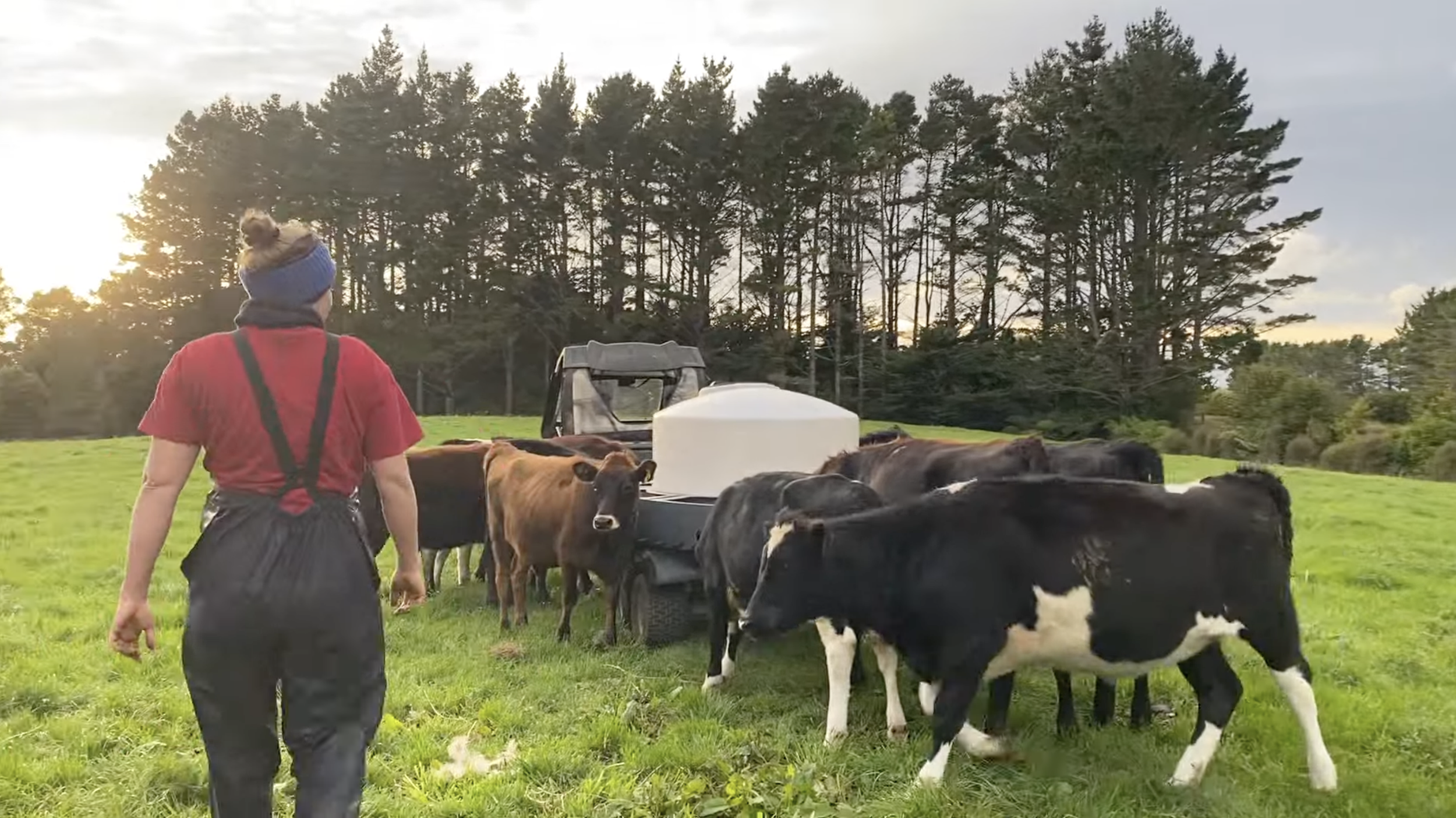 working on a dairy farm in new zealand during a working holiday visa
