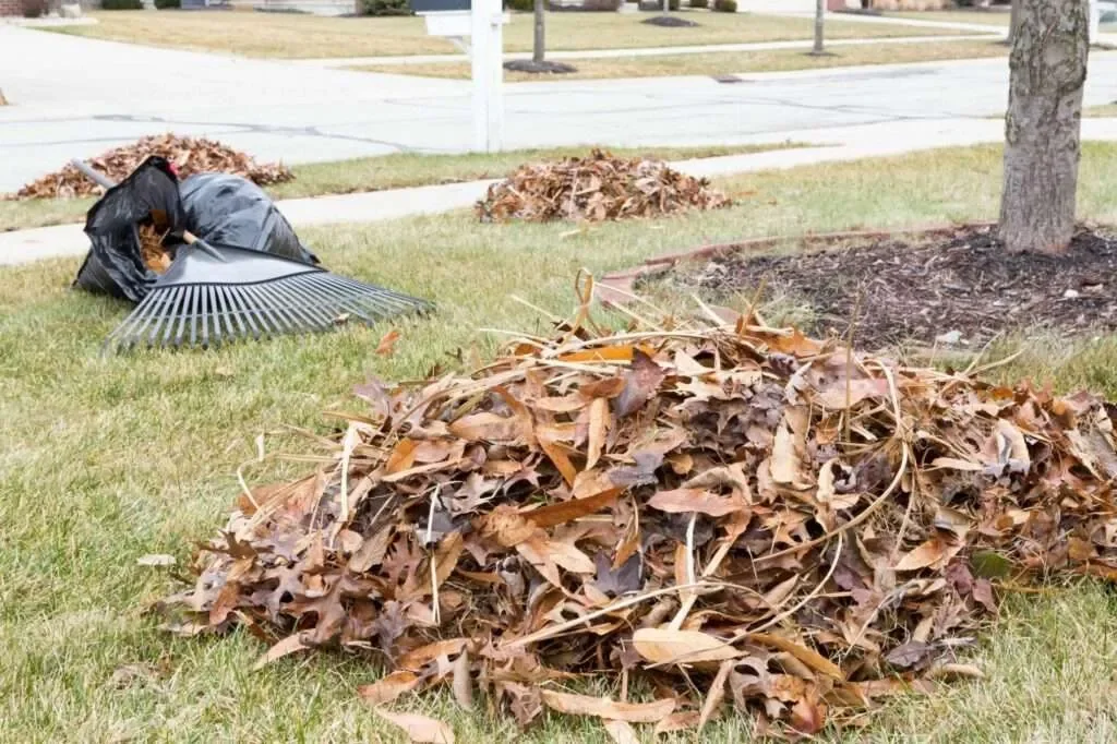 A yard with piles of fallen leaves, some raked up and some scattered, and a black trash bag upright near a rake. A tree is visible on the right side, and a sidewalk and street are in the background.