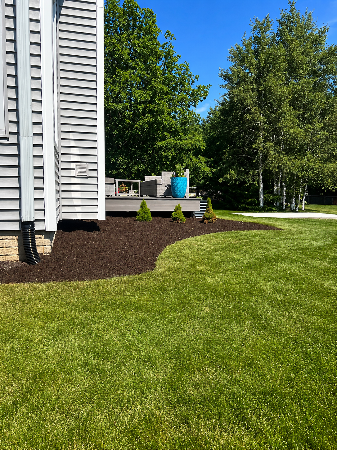 A backyard with a house on the left side, gray siding, and a small vent. There is a well-maintained green lawn in the foreground. Behind the lawn, there is a garden bed with dark mulch and small evergreen shrubs. A wooden deck with outdoor furniture and a large blue planter with flowers is in the background, surrounded by tall green trees and a bright blue sky.