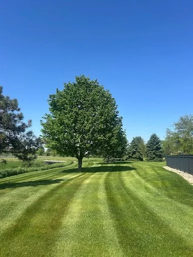 A large green tree in the center of a well-maintained grassy field under a clear blue sky.