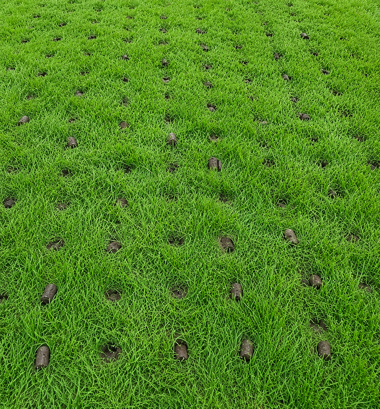 Close-up of young green seedlings emerging from soil with black mulch dots.