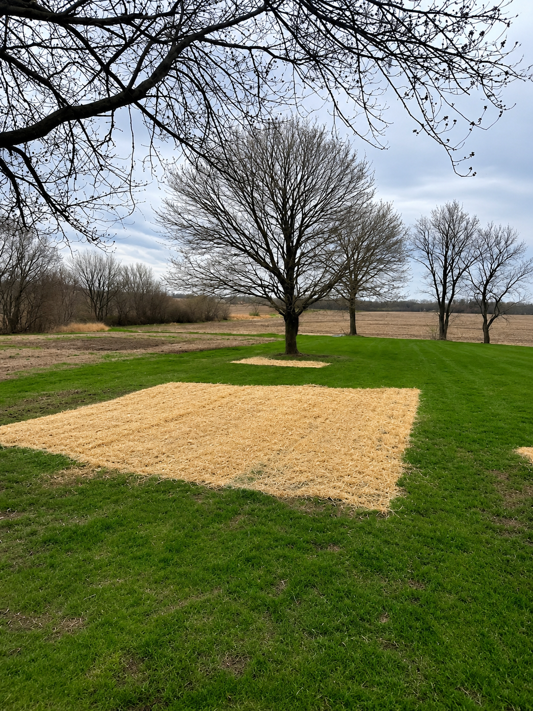 A rural landscape with a few leafless trees, a patch of green grass, and a large rectangular area covered with straw, under a cloudy sky.